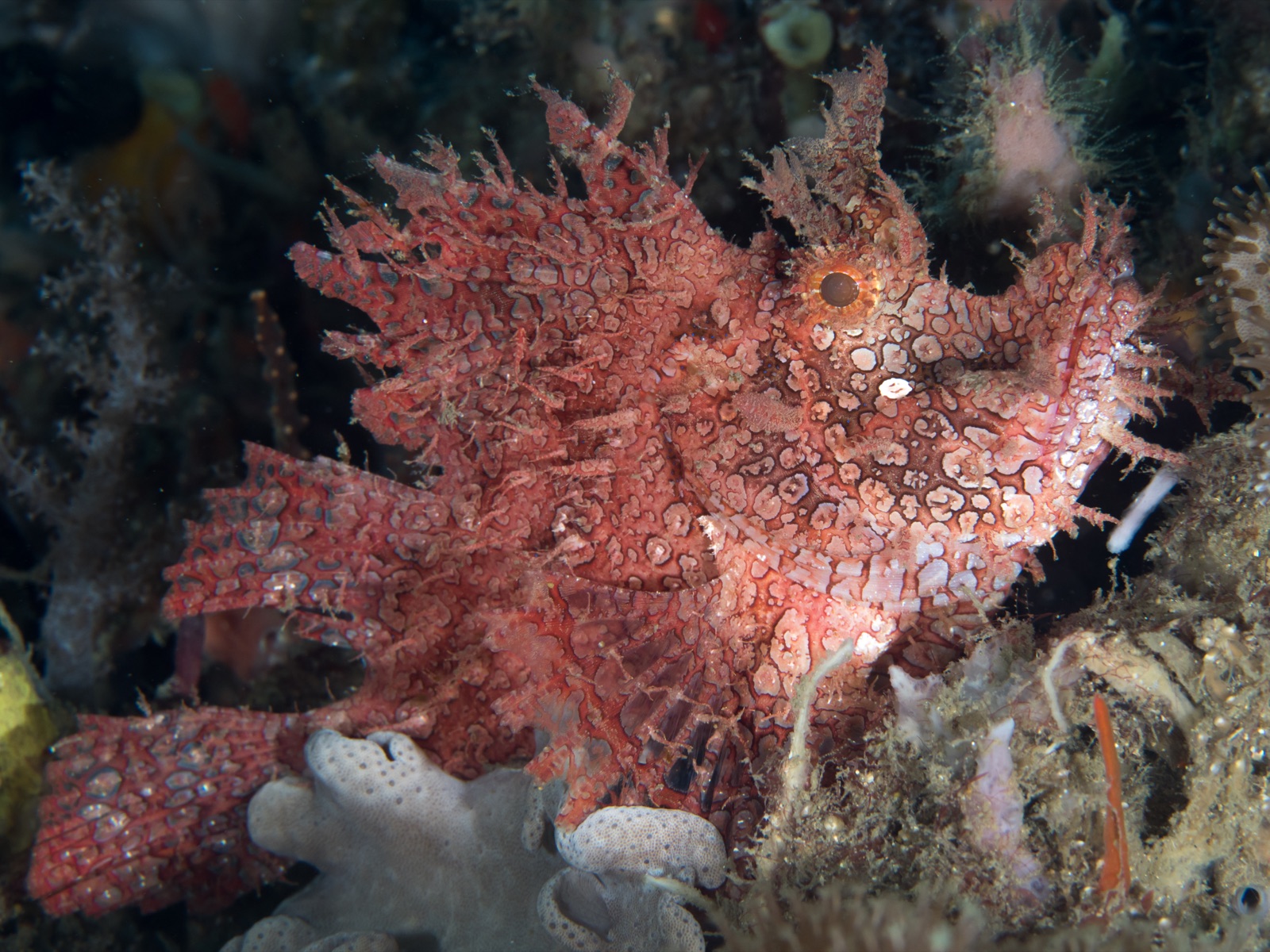 Photo of Weedy scorpionfish (Rhinopias frondosa)