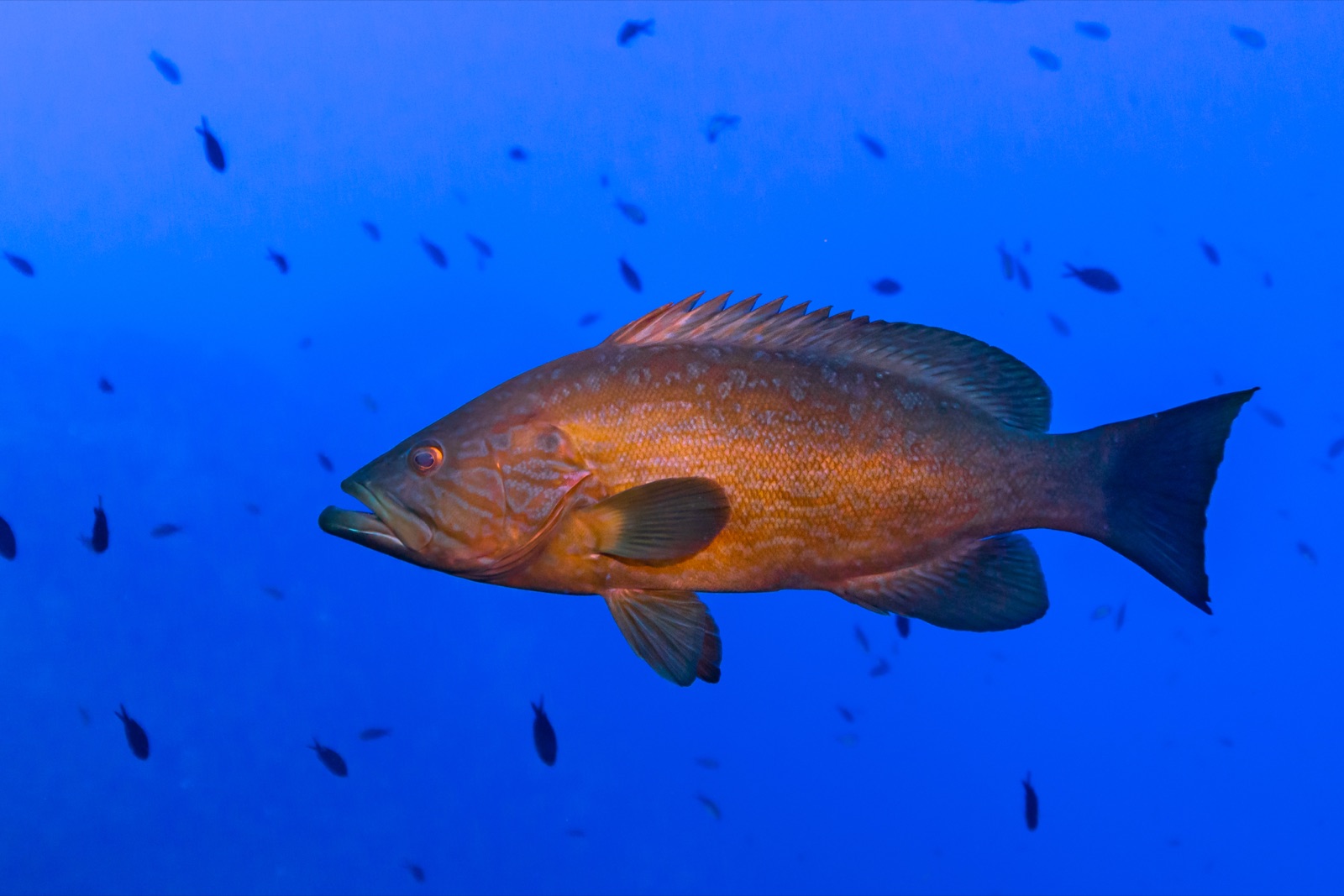 Photo de Badeche (Mycteroperca rubra)