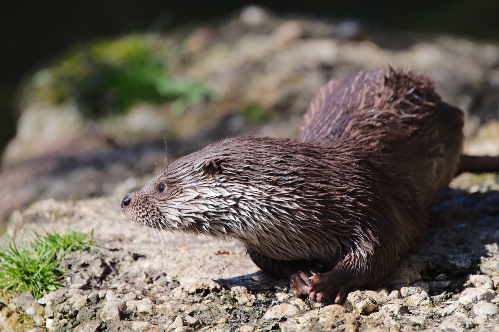 Foto de Nutria europea (Lutra lutra)