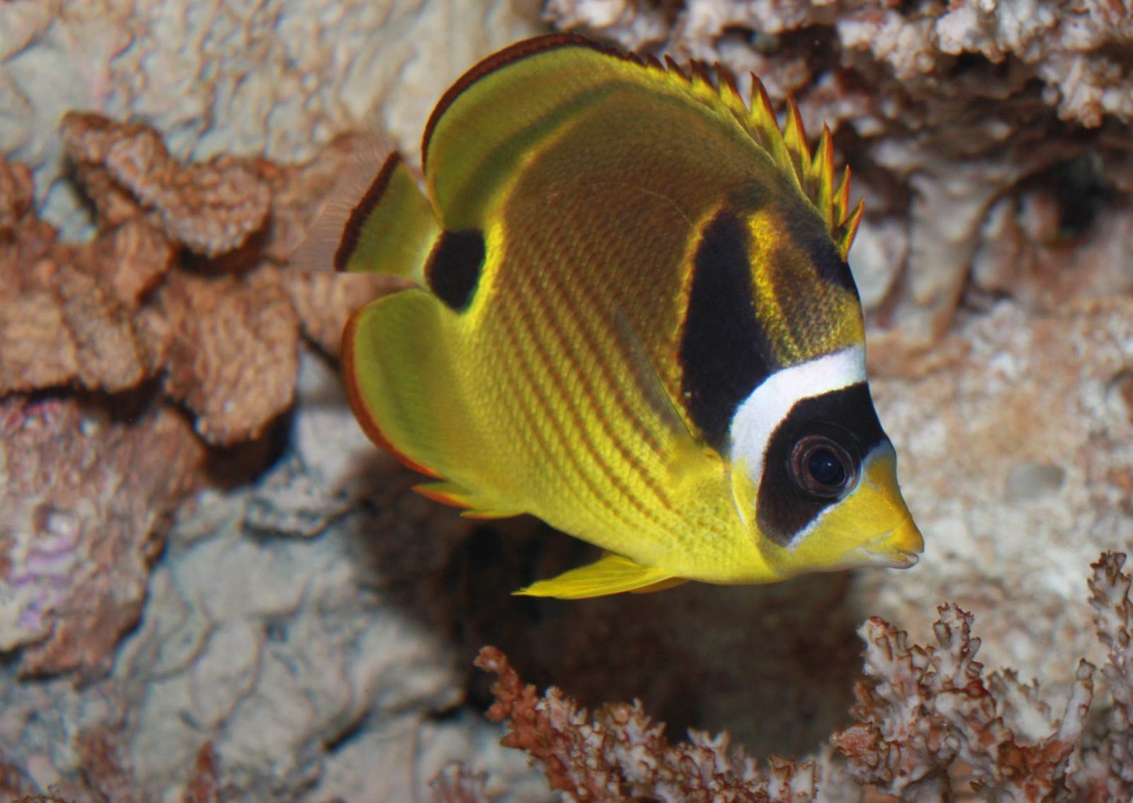 Photo of Raccoon butterflyfish (Chaetodon lunula)