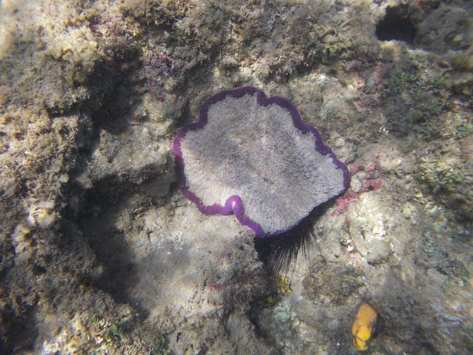 Foto de Anemona pizza (Cryptodendrum adhaesivum)