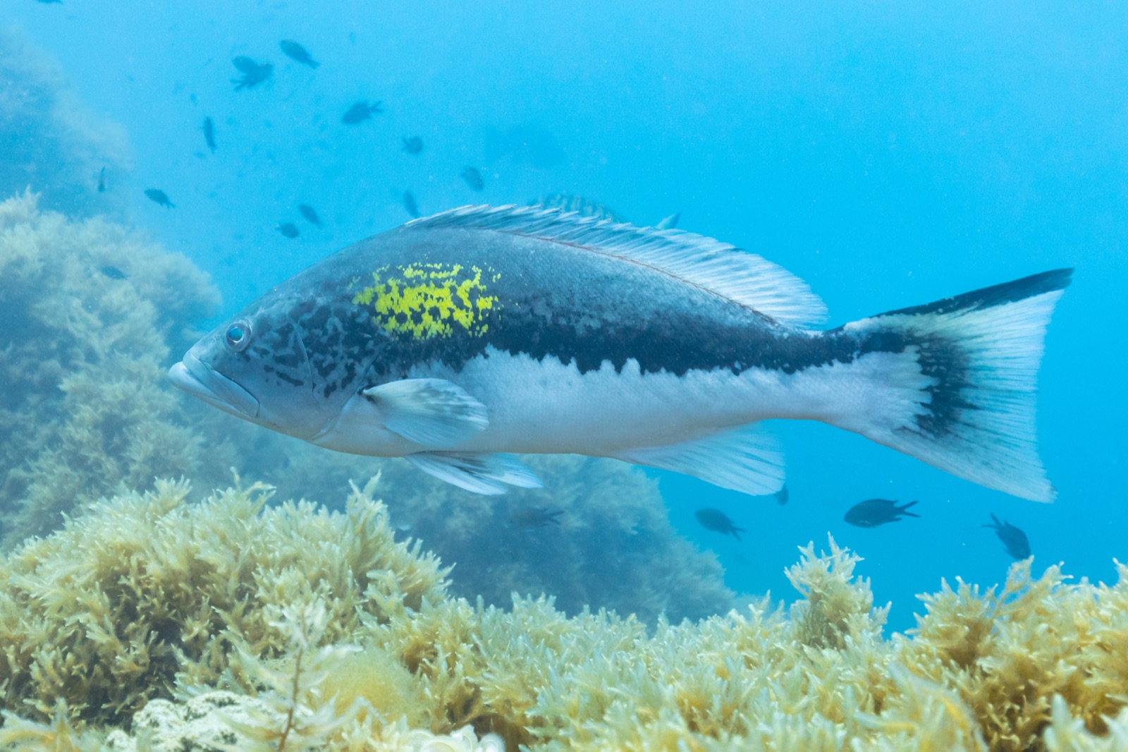 Photo de Mérou badèche (Epinephelus costae)