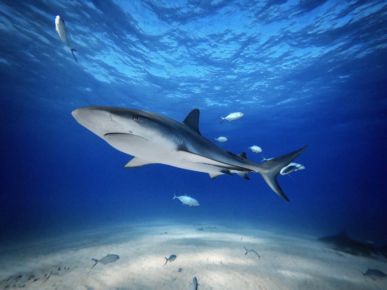 Photo of Caribbean reef shark (Carcharhinus perezi)