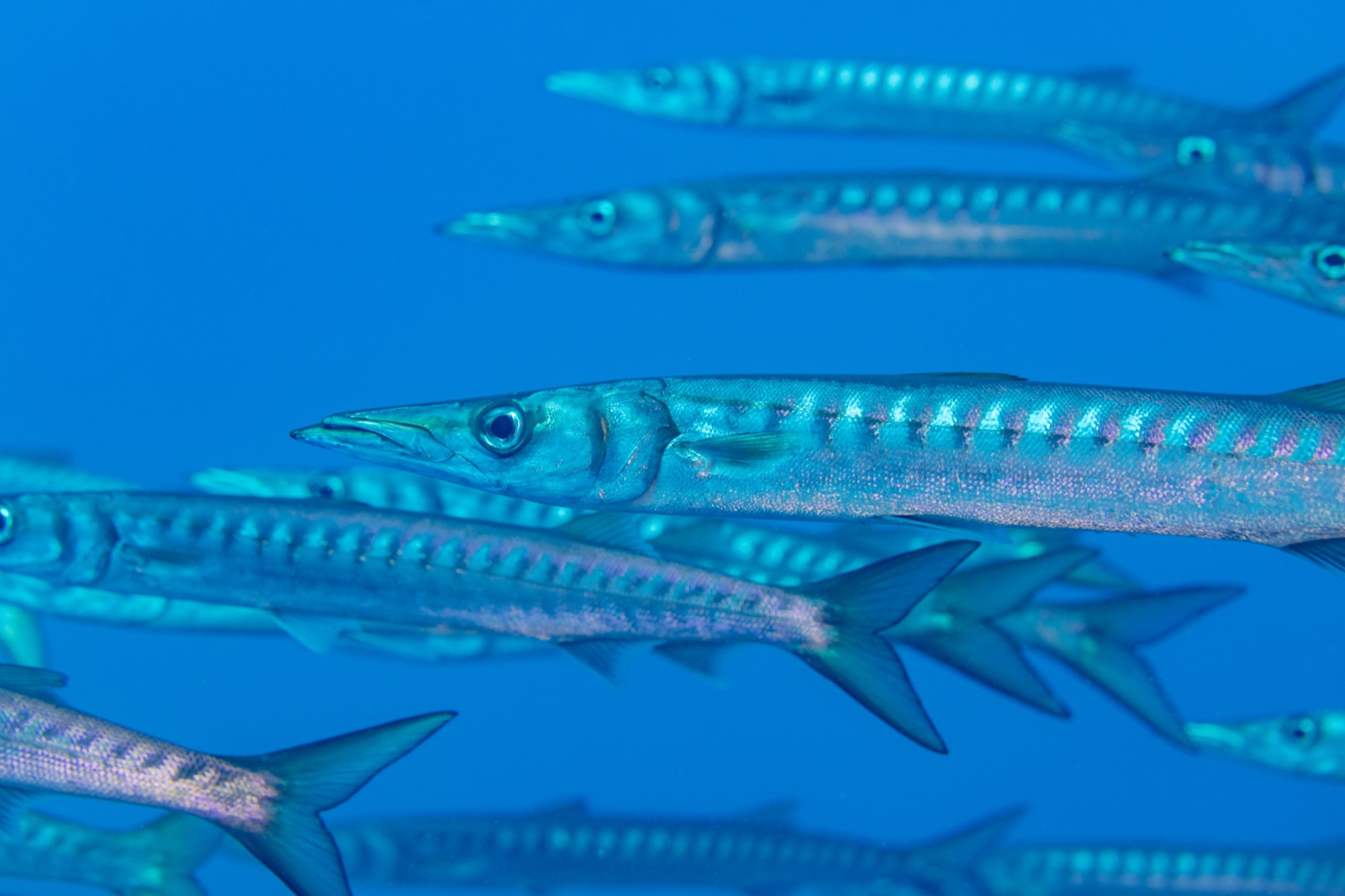 Photo of Yellowmouth barracuda (Sphyraena viridensis)