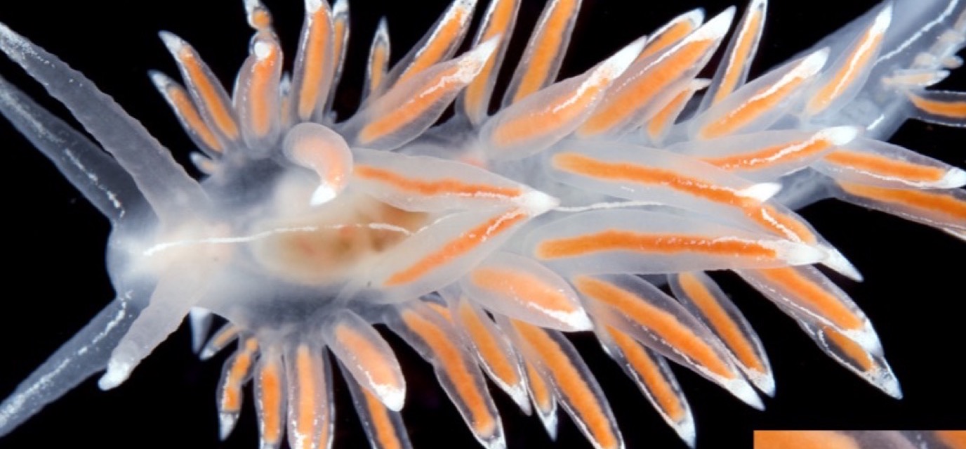Photo of Lined flabellina (Flabellina lineata)