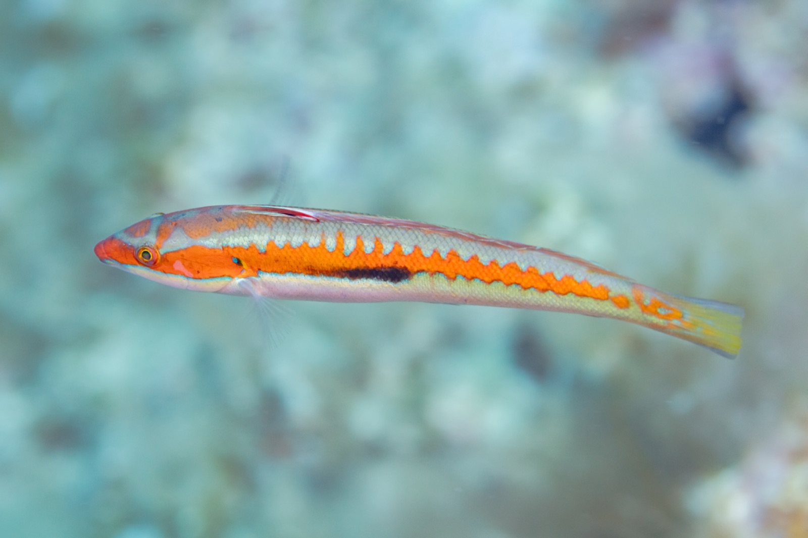 Photo of Mediterranean rainbow wrasse (Coris julis)