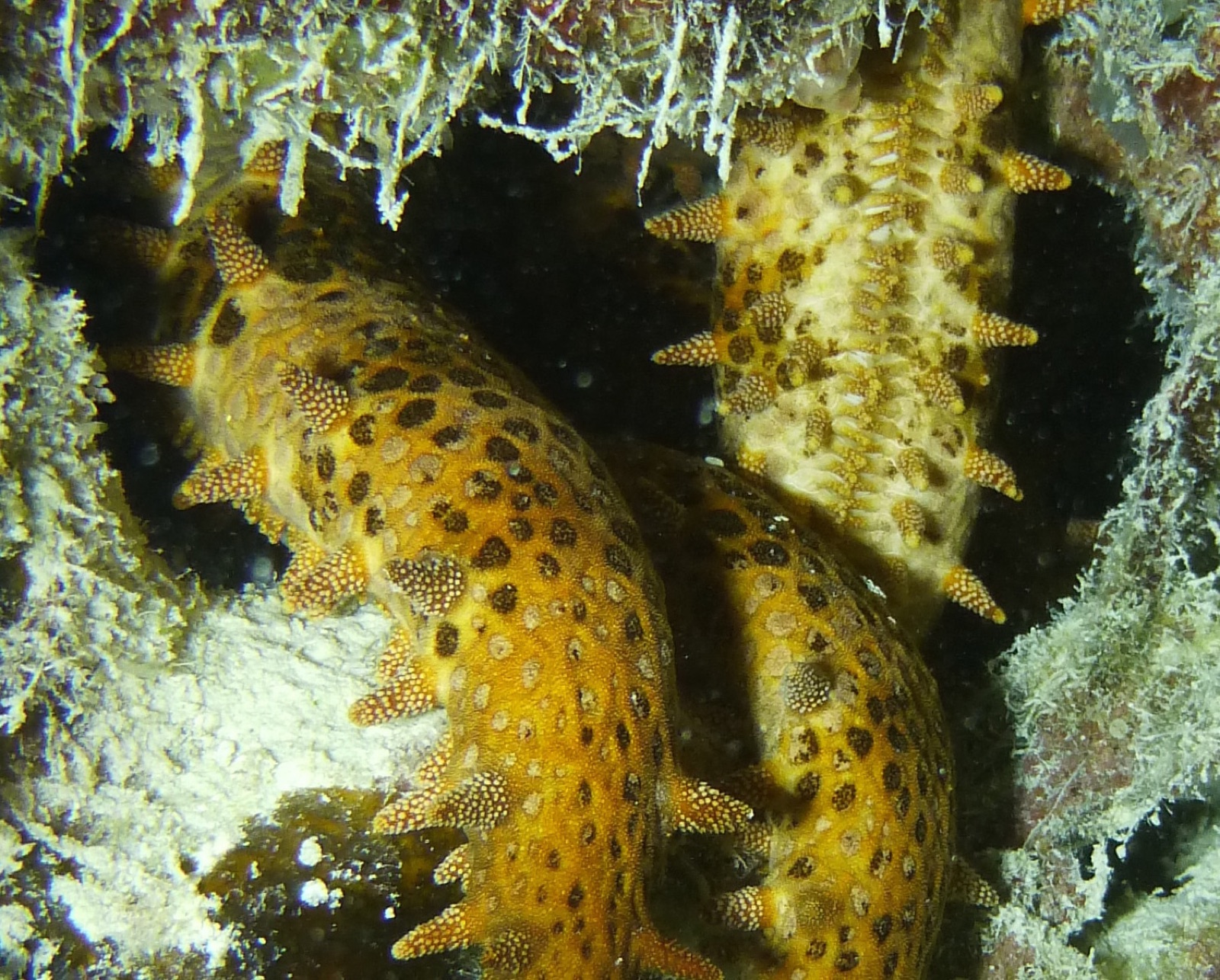 Foto de Estrella de forma en maza (Mithrodia clavigera)