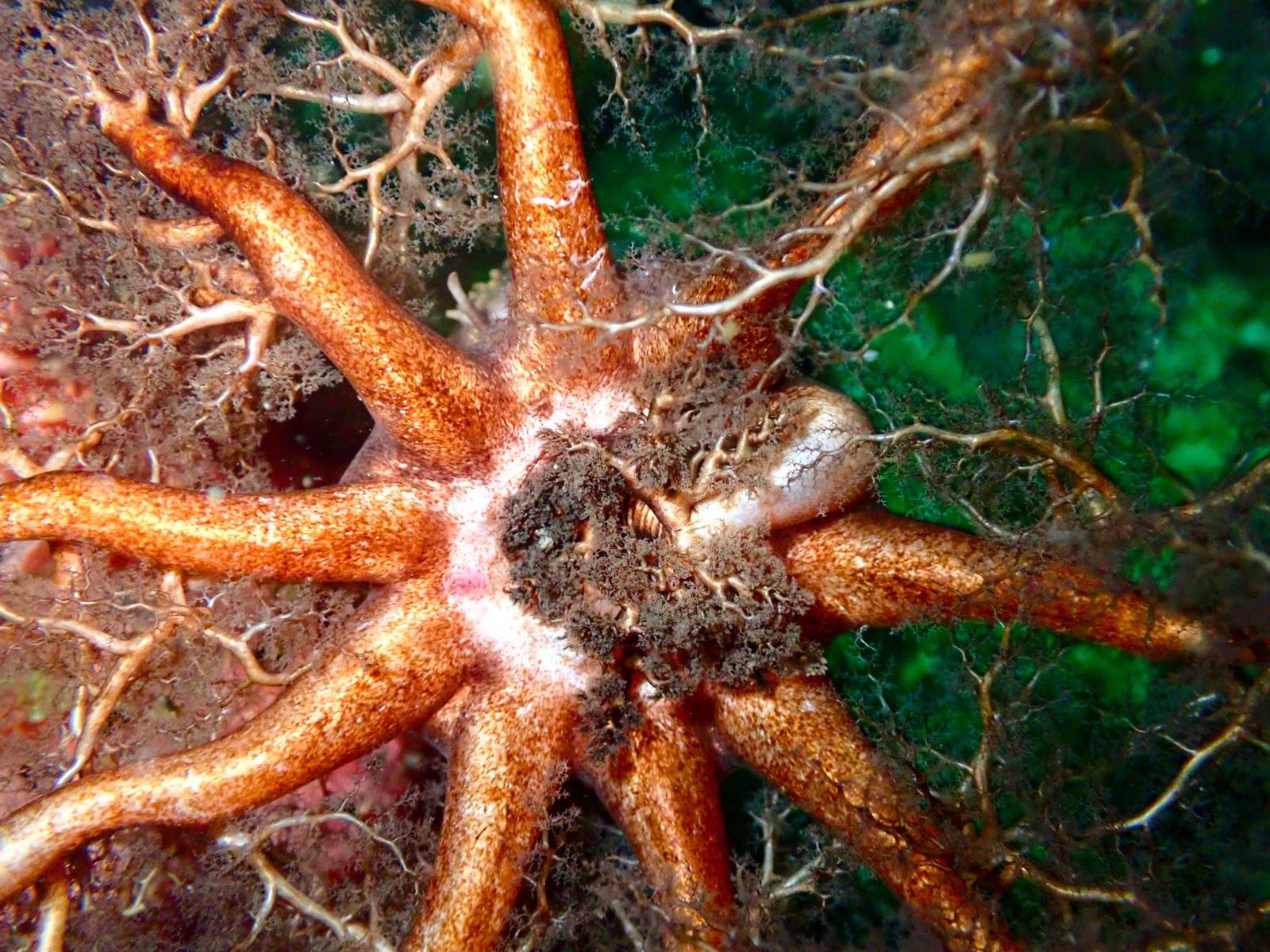 Photo of Orange-footed sea cucumber (Cucumaria frondosa)