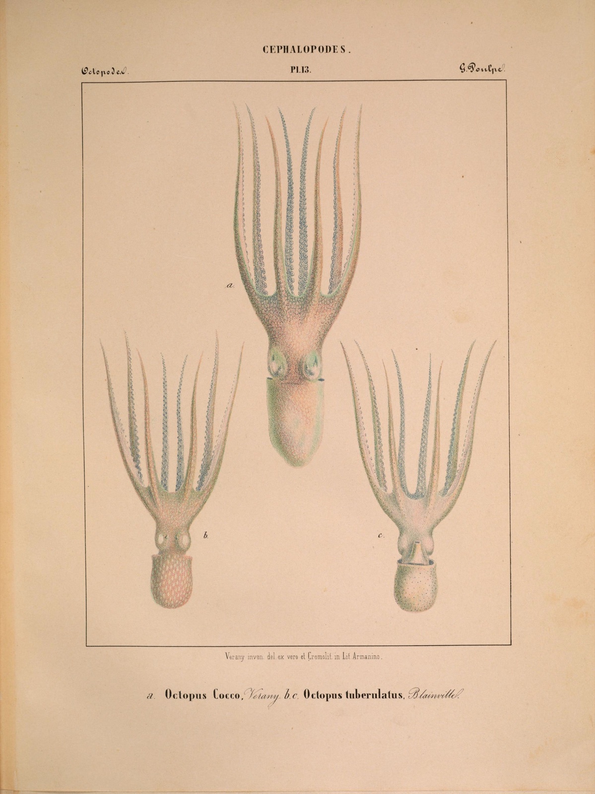 Photo of Four-armed Octopod (Pteroctopus tetracirrhus)