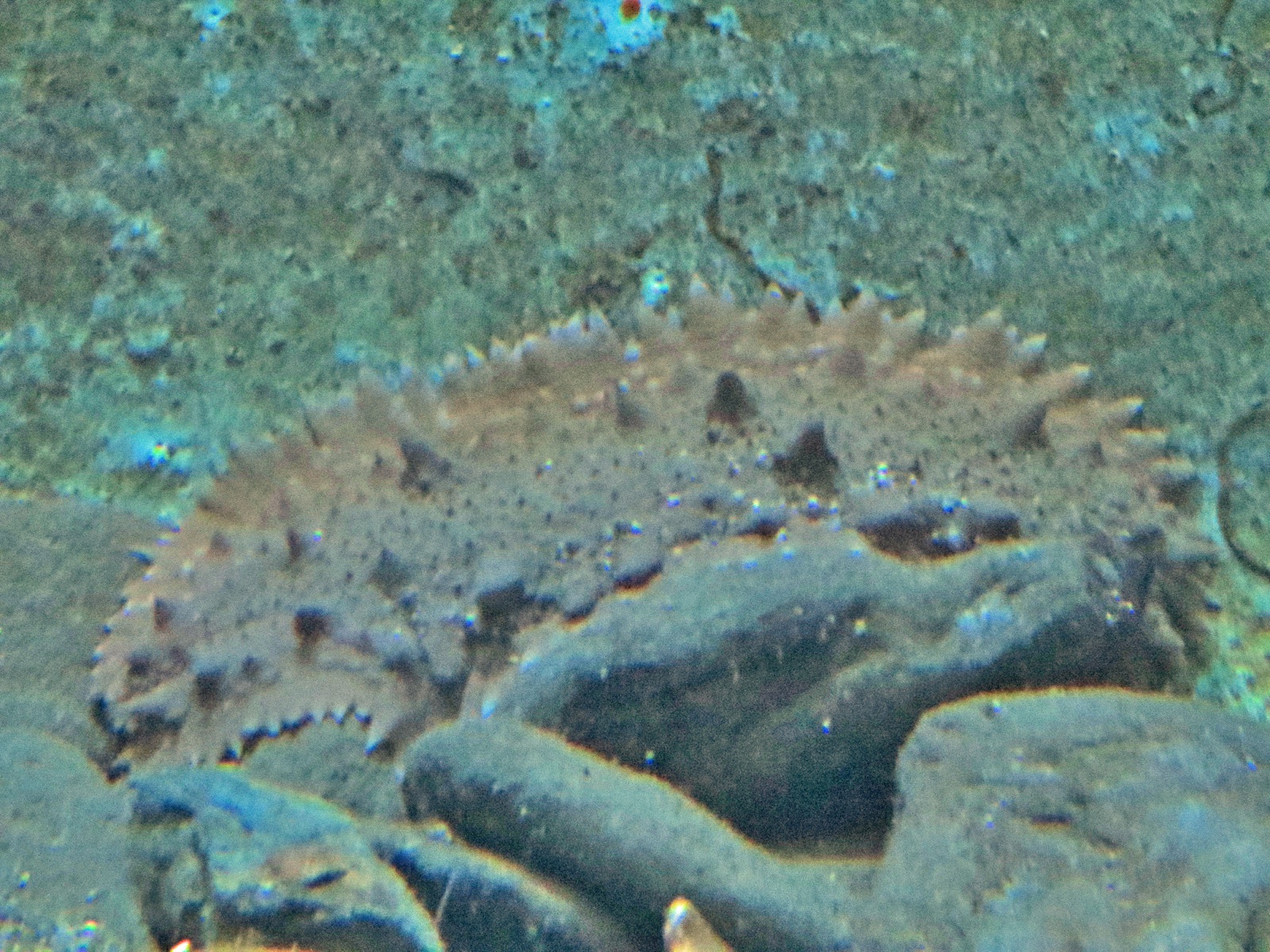 Photo of Espardenya sea cucumber (Stichopus regalis)