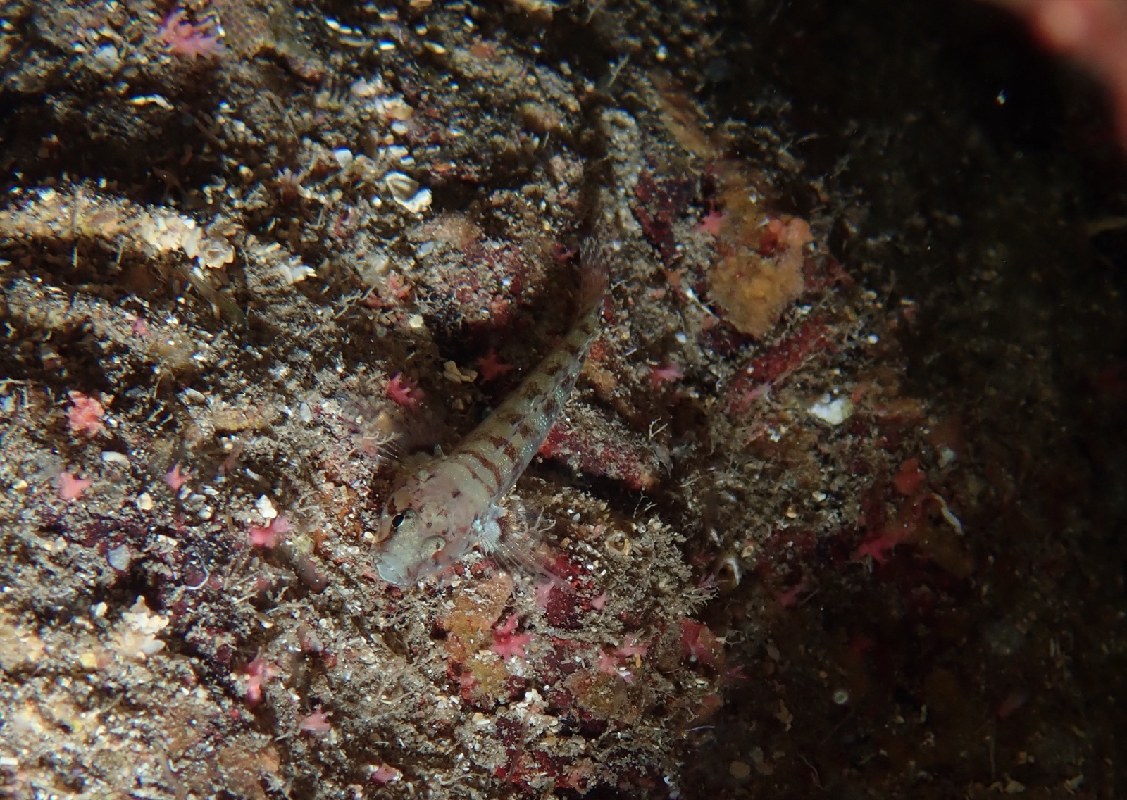Photo de Gobie zébré (Chromogobius zebratus)