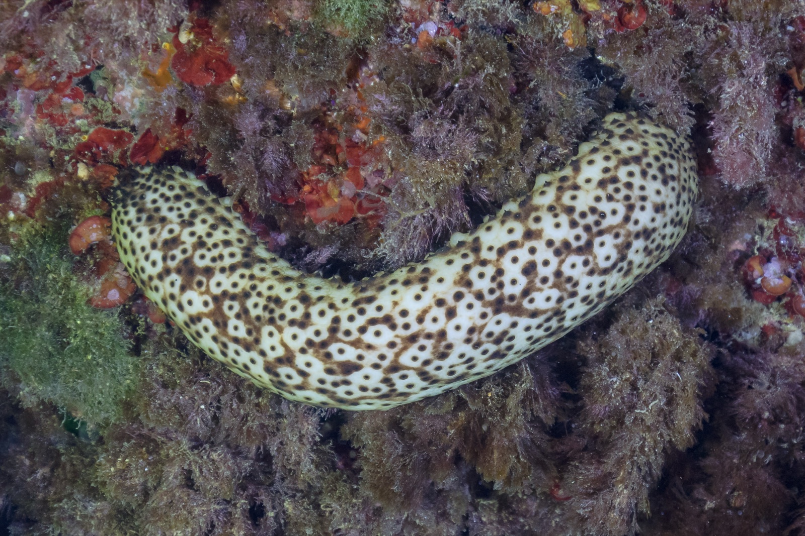 Foto de Pepino marron (Holothuria sanctori)