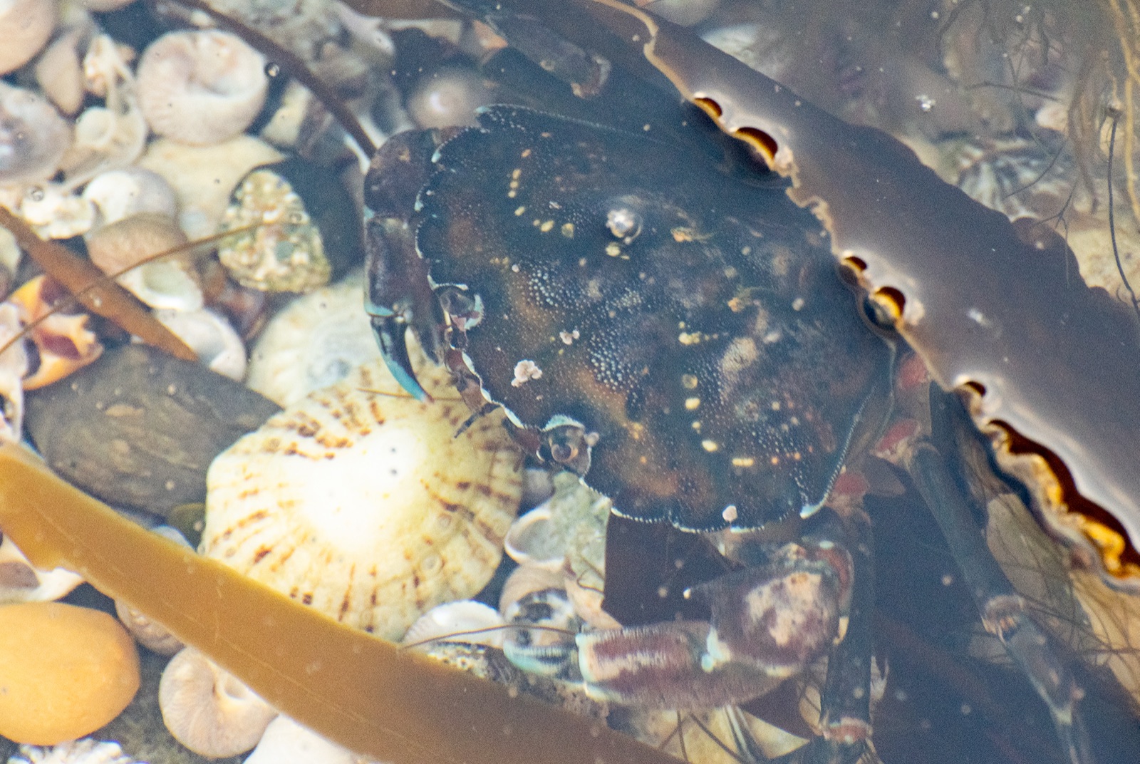 Photo of European green crab (Carcinus maenas)