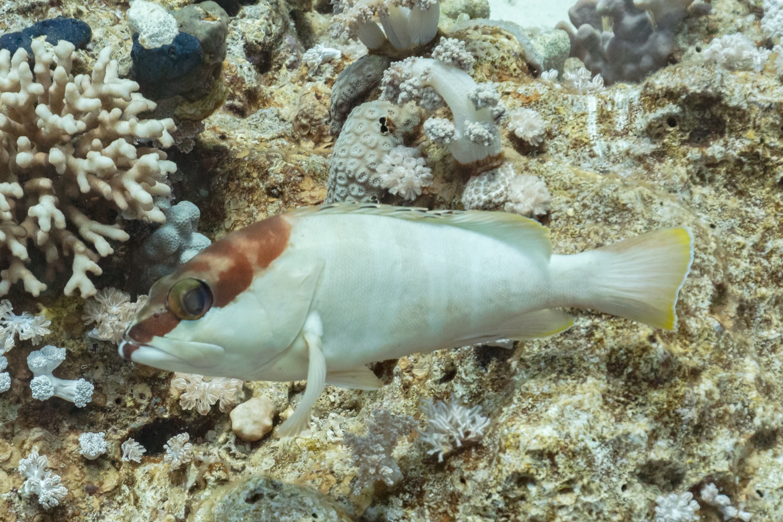 Photo de Mérou à raies noires (Epinephelus fasciatus)
