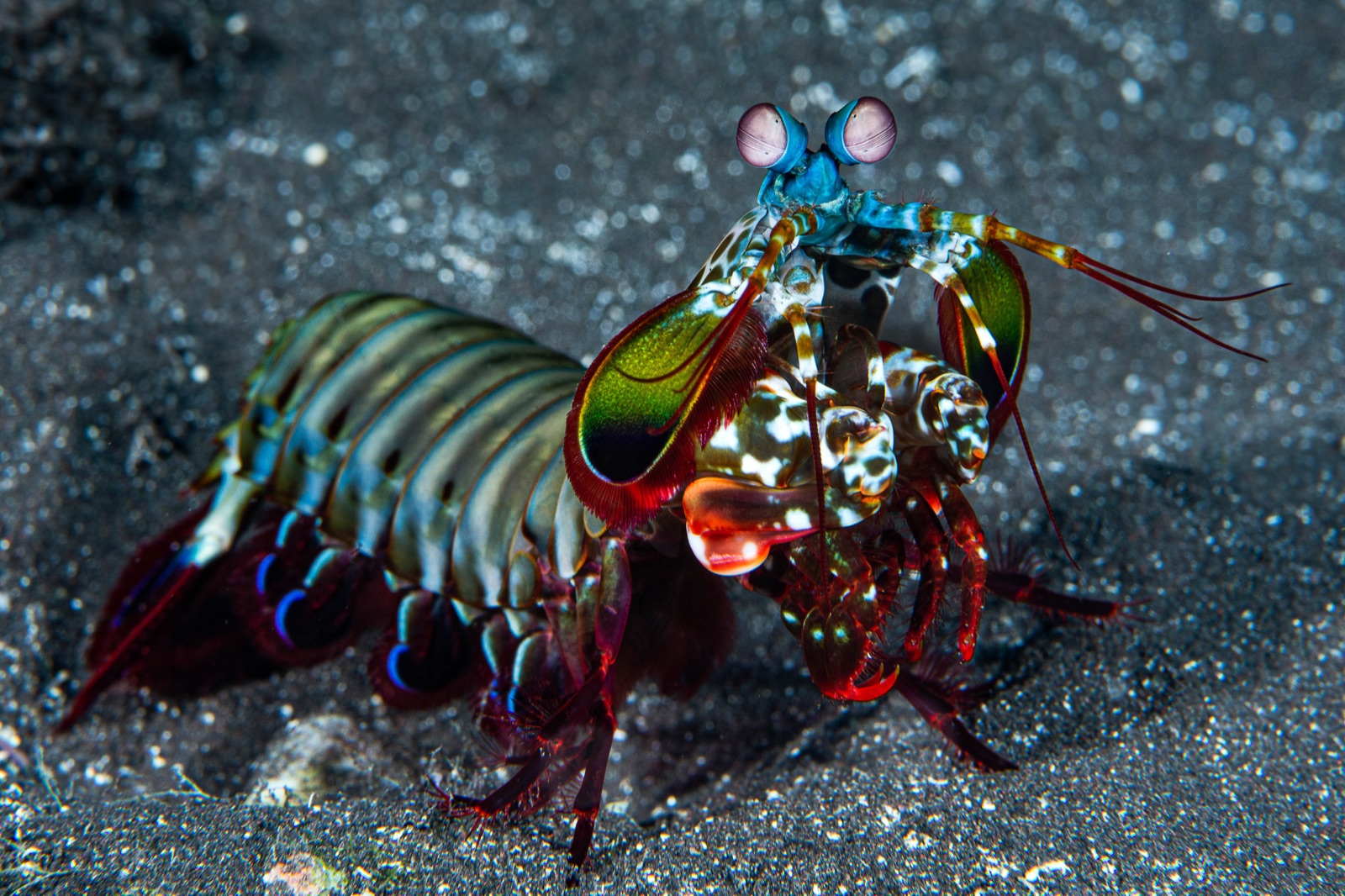 Photo de Squille paon (Odontodactylus scyllarus)