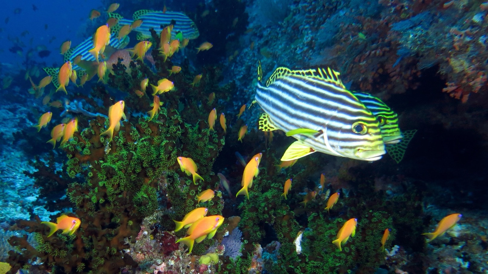 Photo of Oriental sweetlips (Plectorhinchus vittatus)