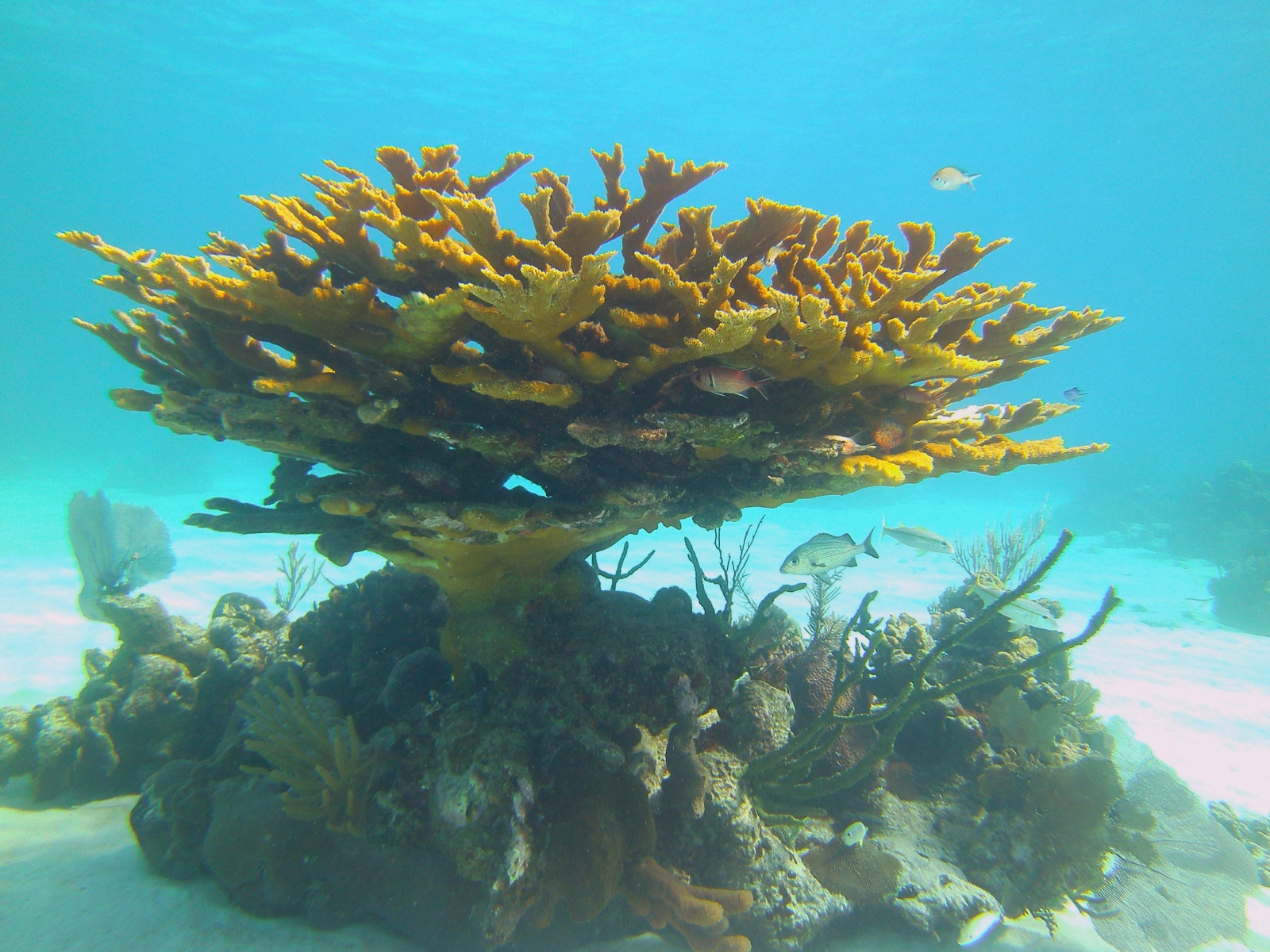 Foto de Coral cuerno de alce (Acropora palmata)