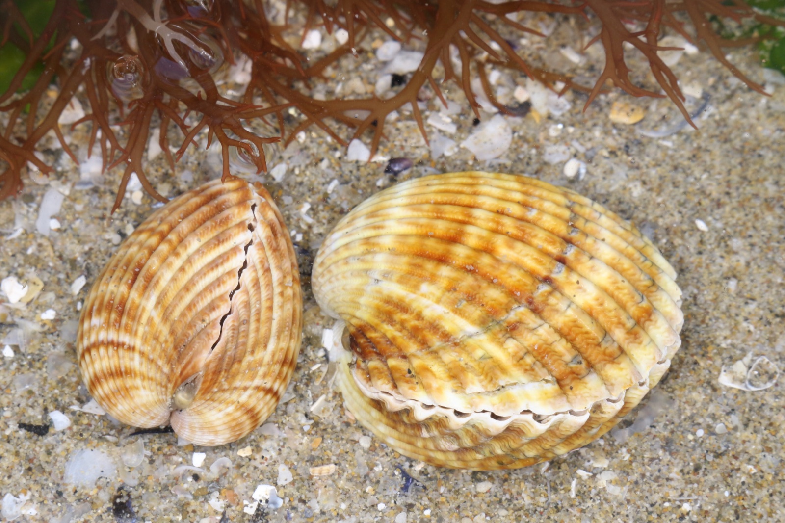 Photo of Rough cockle (Acanthocardia tuberculata)
