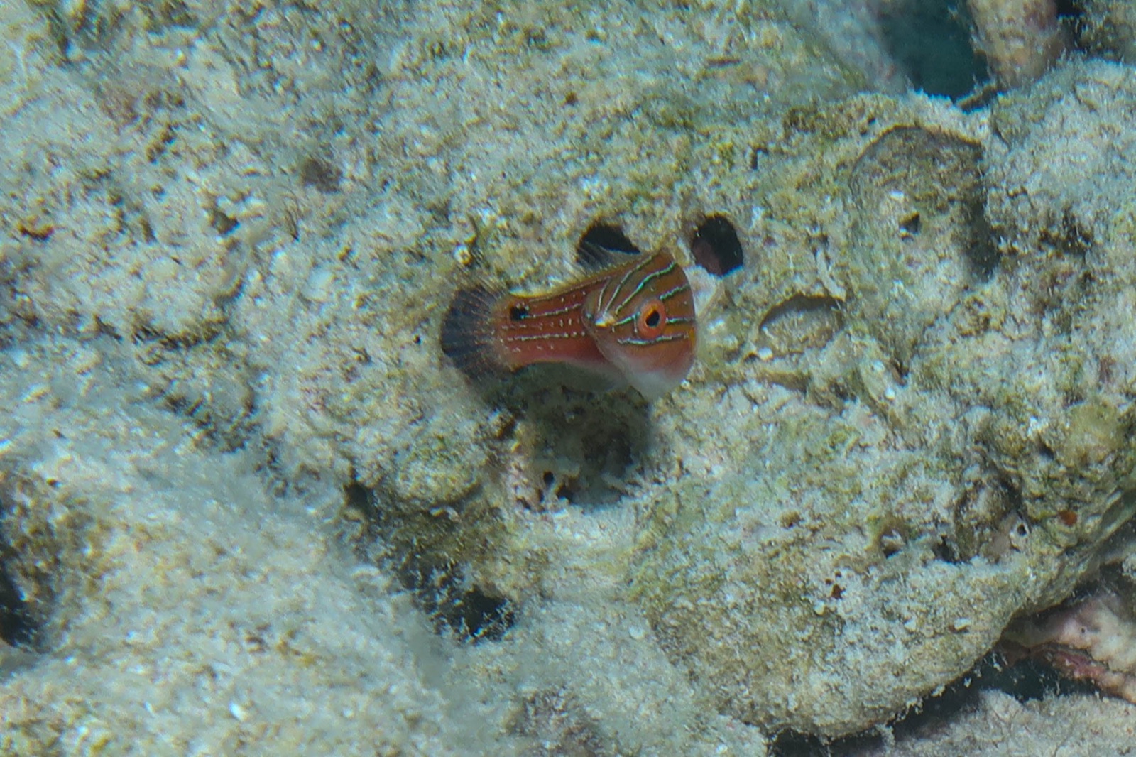 Photo of Redfin Wrasse (Cirrhilabrus rubriventralis)