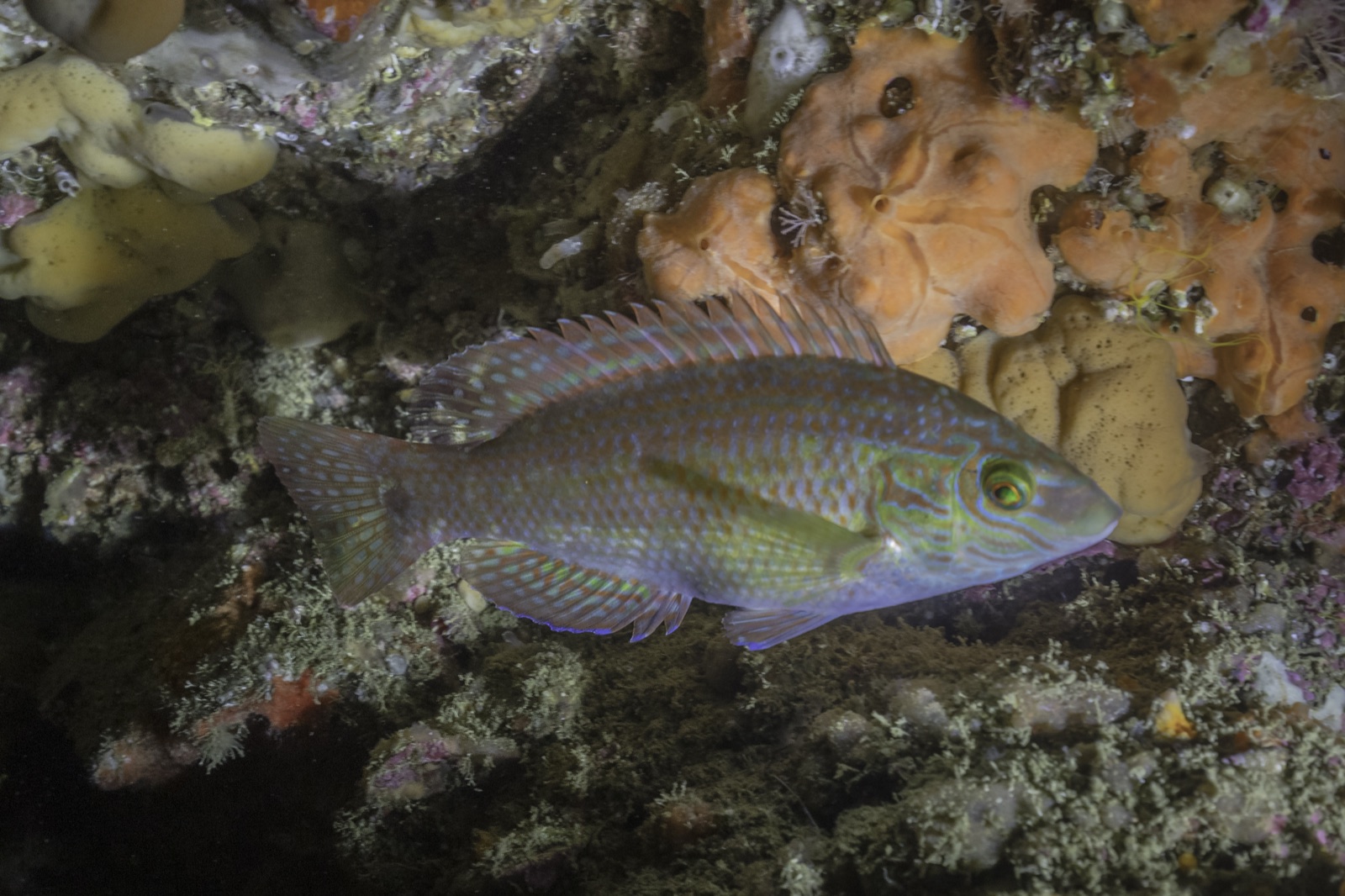 Photo of Corkwing wrasse (Symphodus melops)