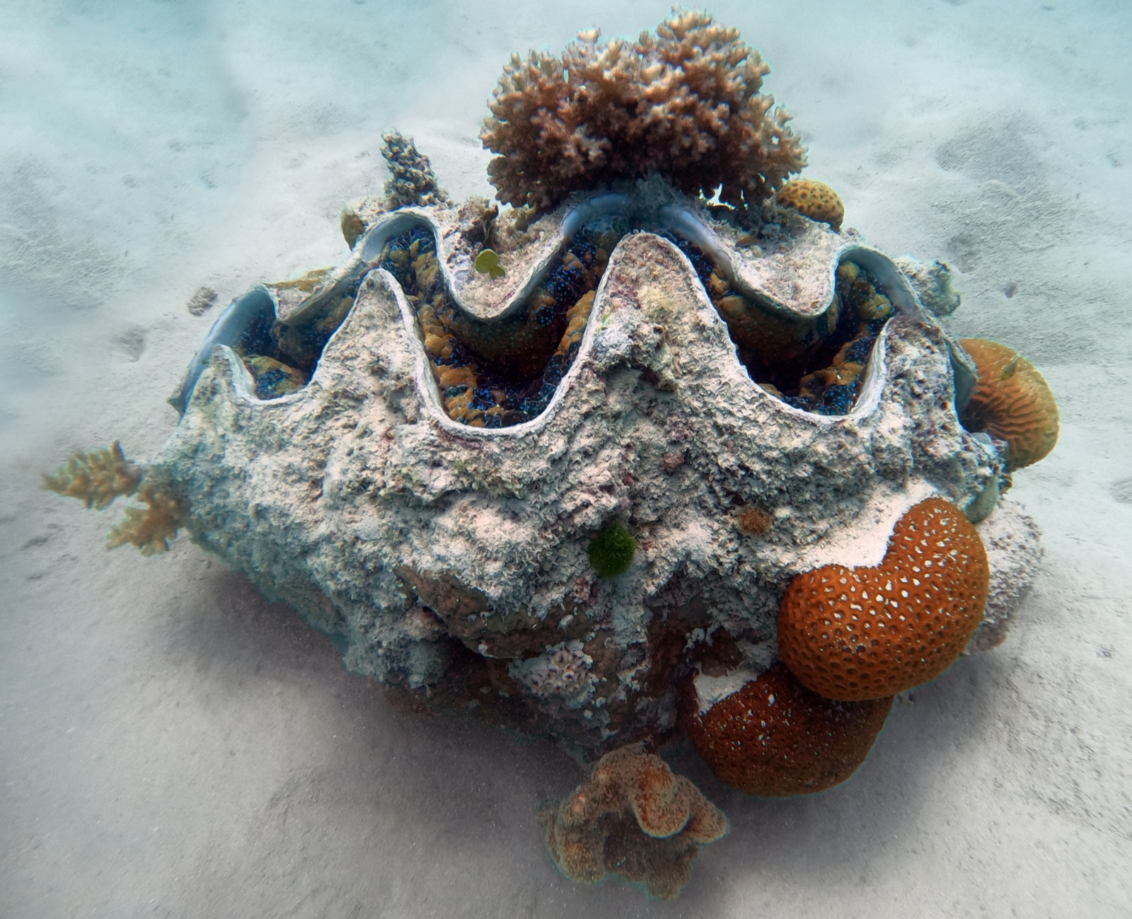 Photo of Giant clam (Tridacna gigas)