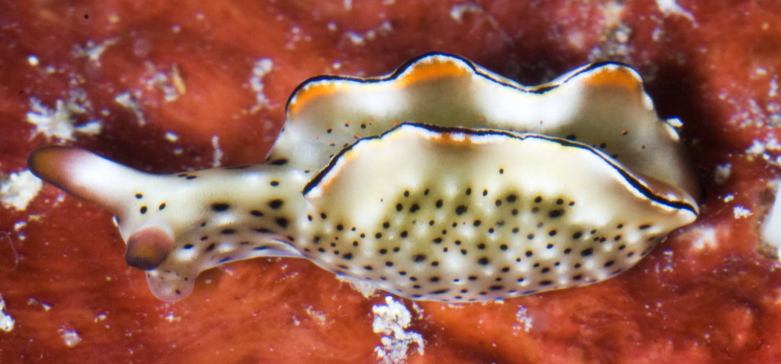 Foto de Elysia adornada (Elysia ornata)