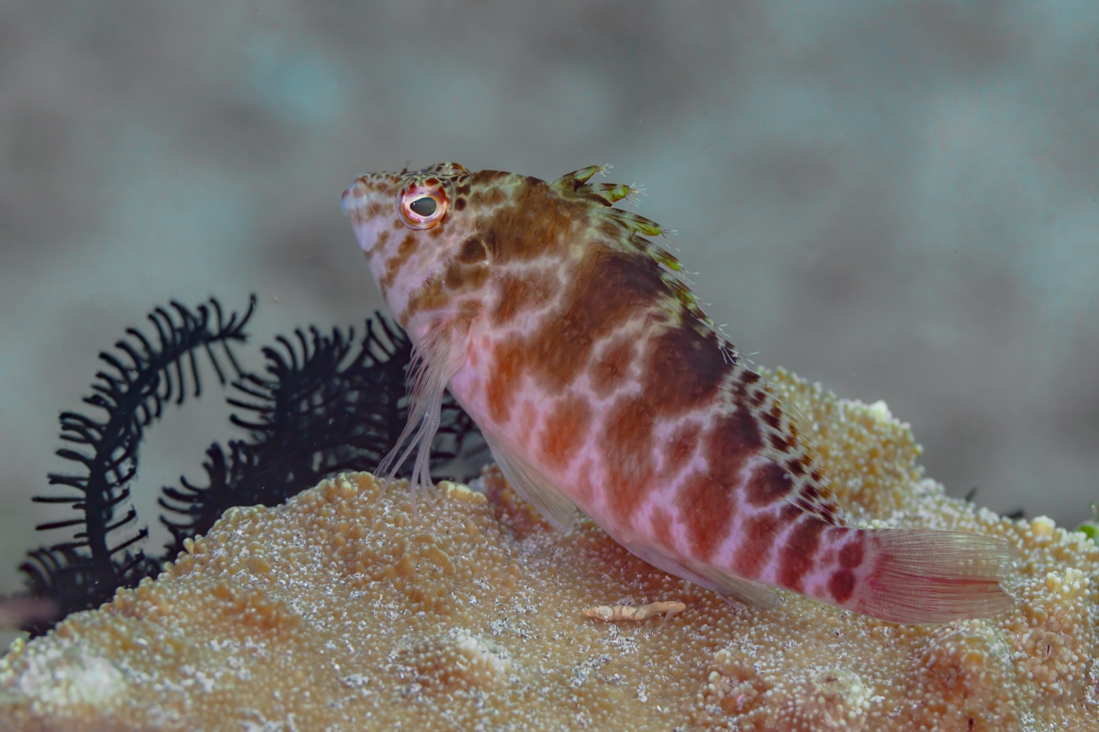 Photo of Blotched hawkfish (Cirrhitichthys aprinus)