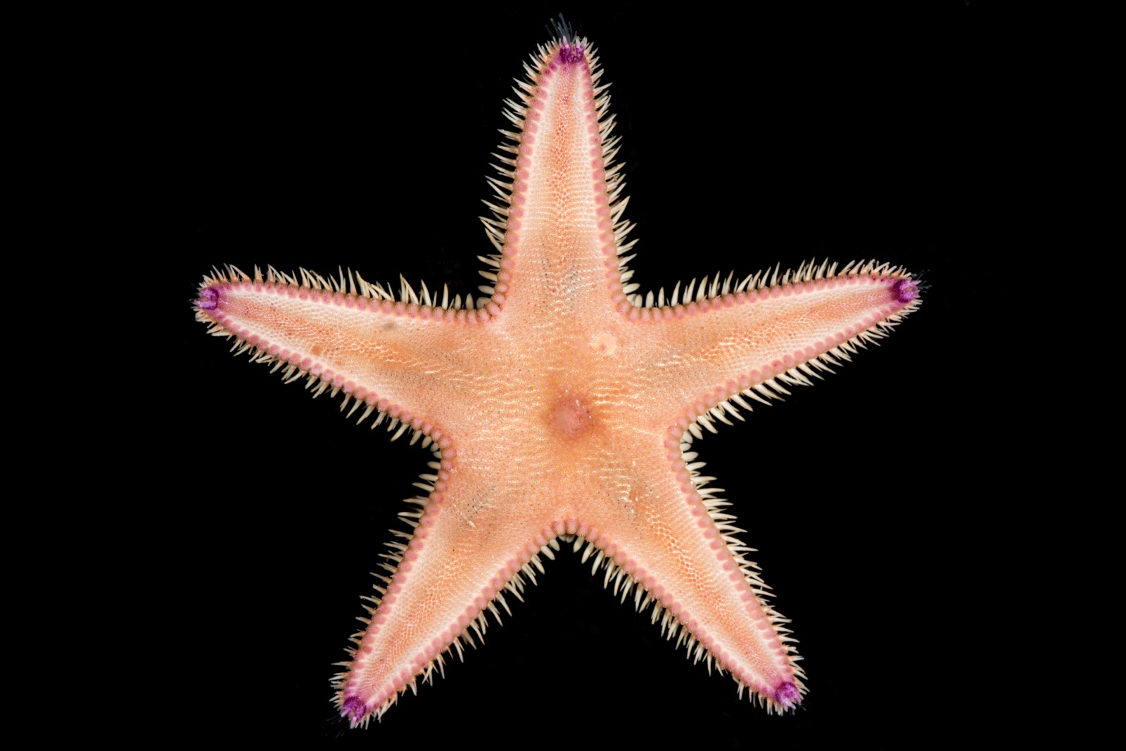 Foto de Estrella peine (Astropecten irregularis)