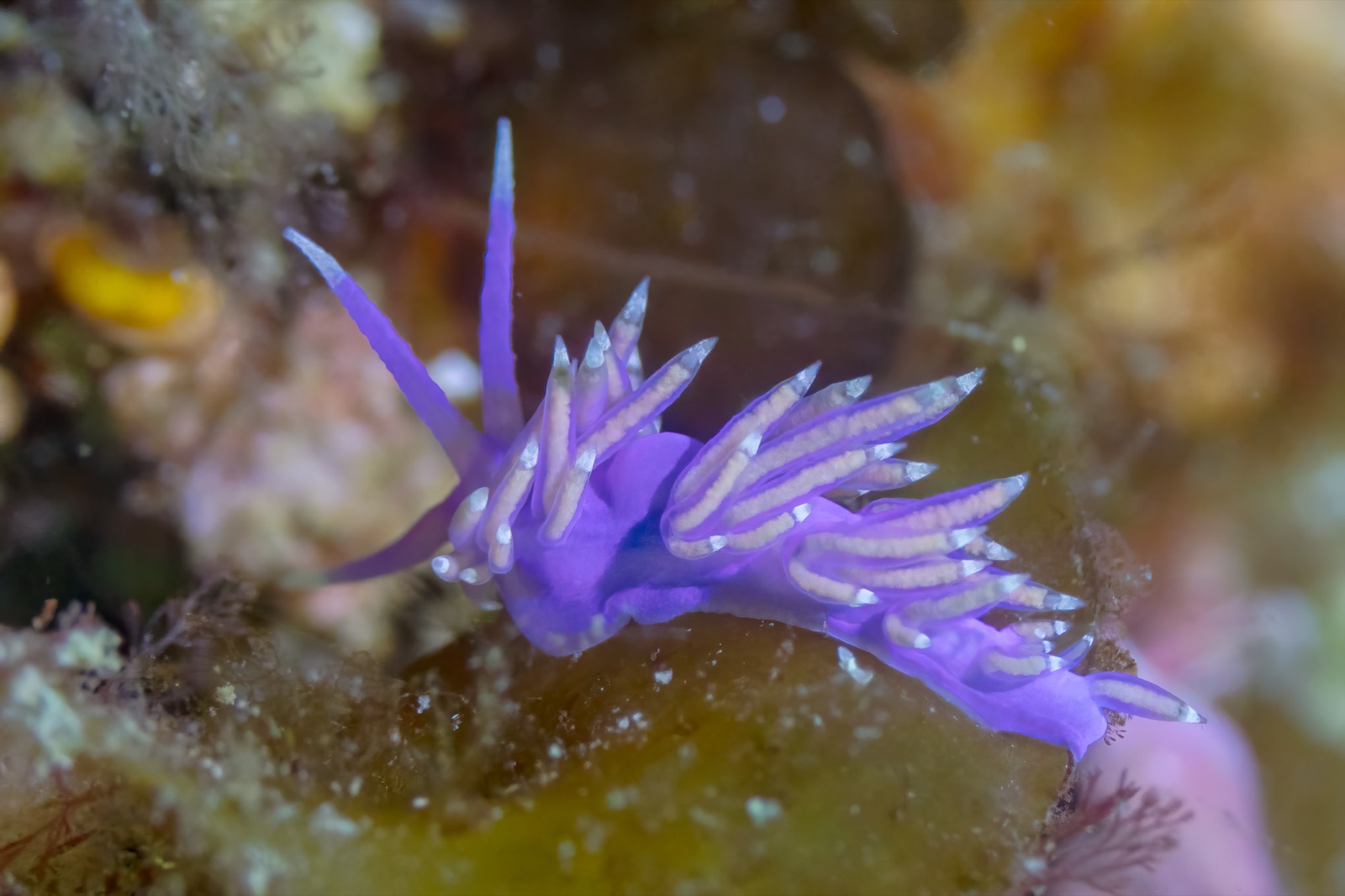Photo of Pink flabellina (Edmundsella pedata)