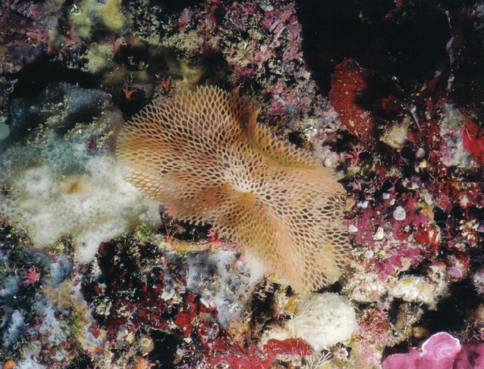 Foto de Briozoo encaje de Neptuno (Reteporella grimaldii)