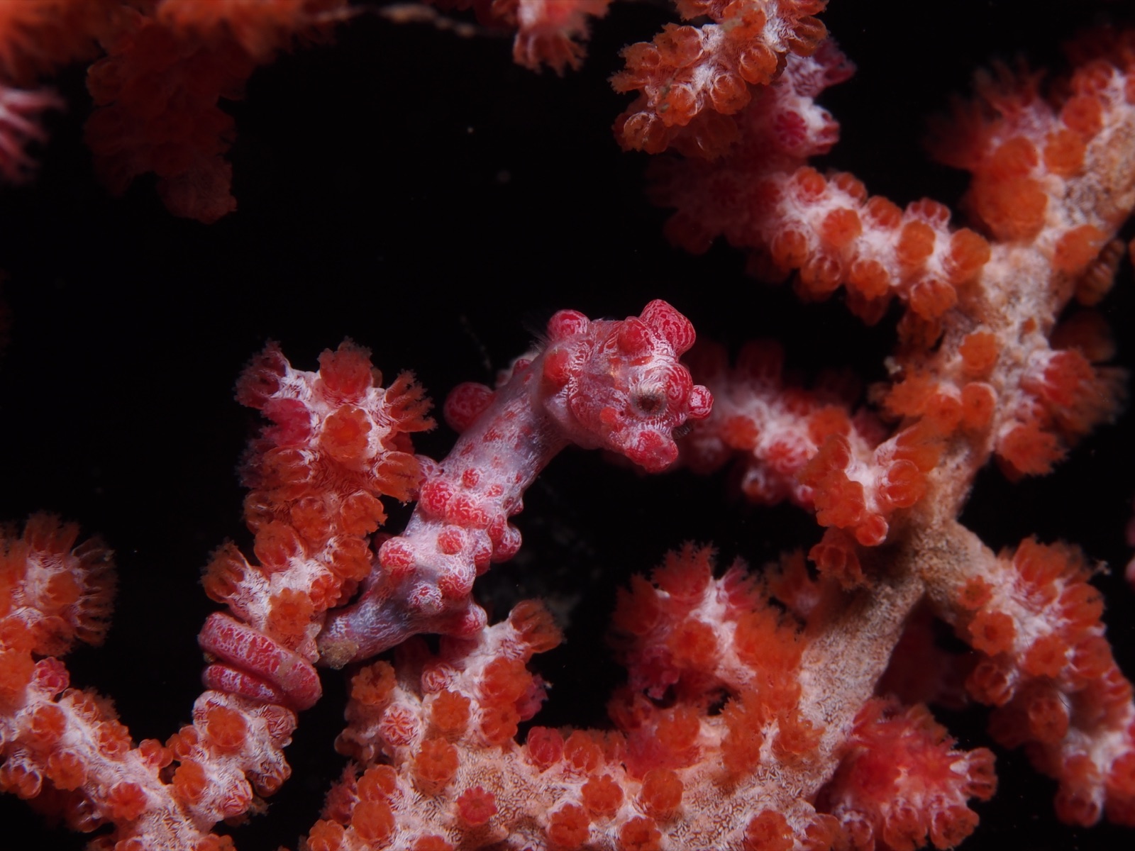 Photo de Hippocampe pygmée de Bargibant (Hippocampus bargibanti)