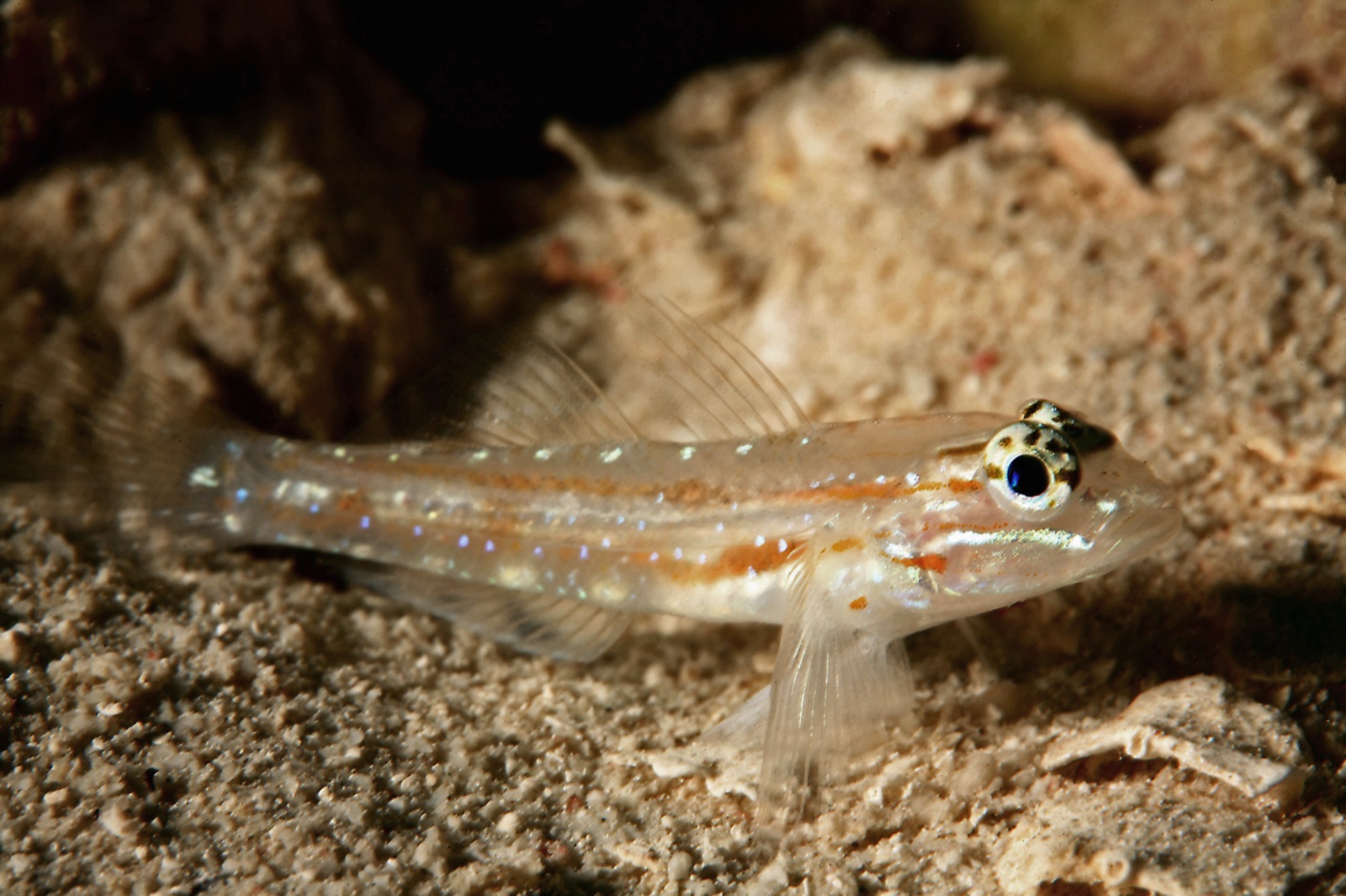 Photo de Goby brideridé (Coryphopterus glaucofraenum)