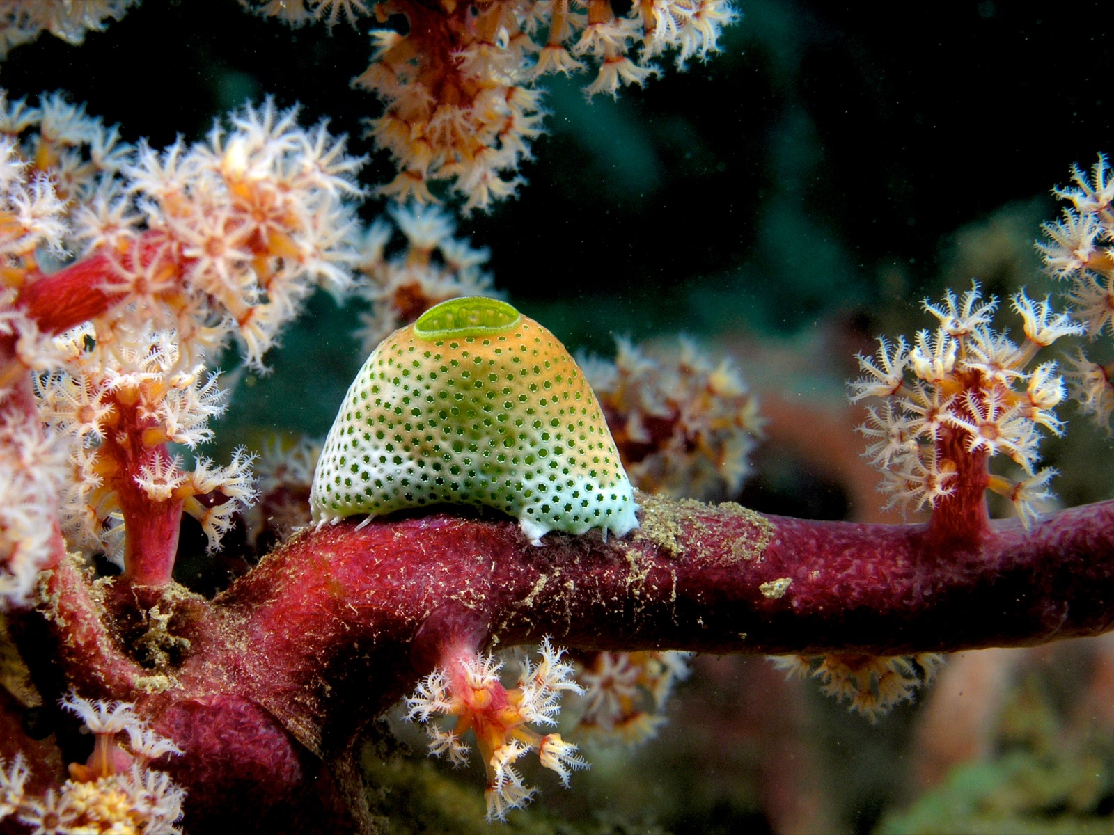 Foto de Ascidia atriolum (Atriolum robustum)