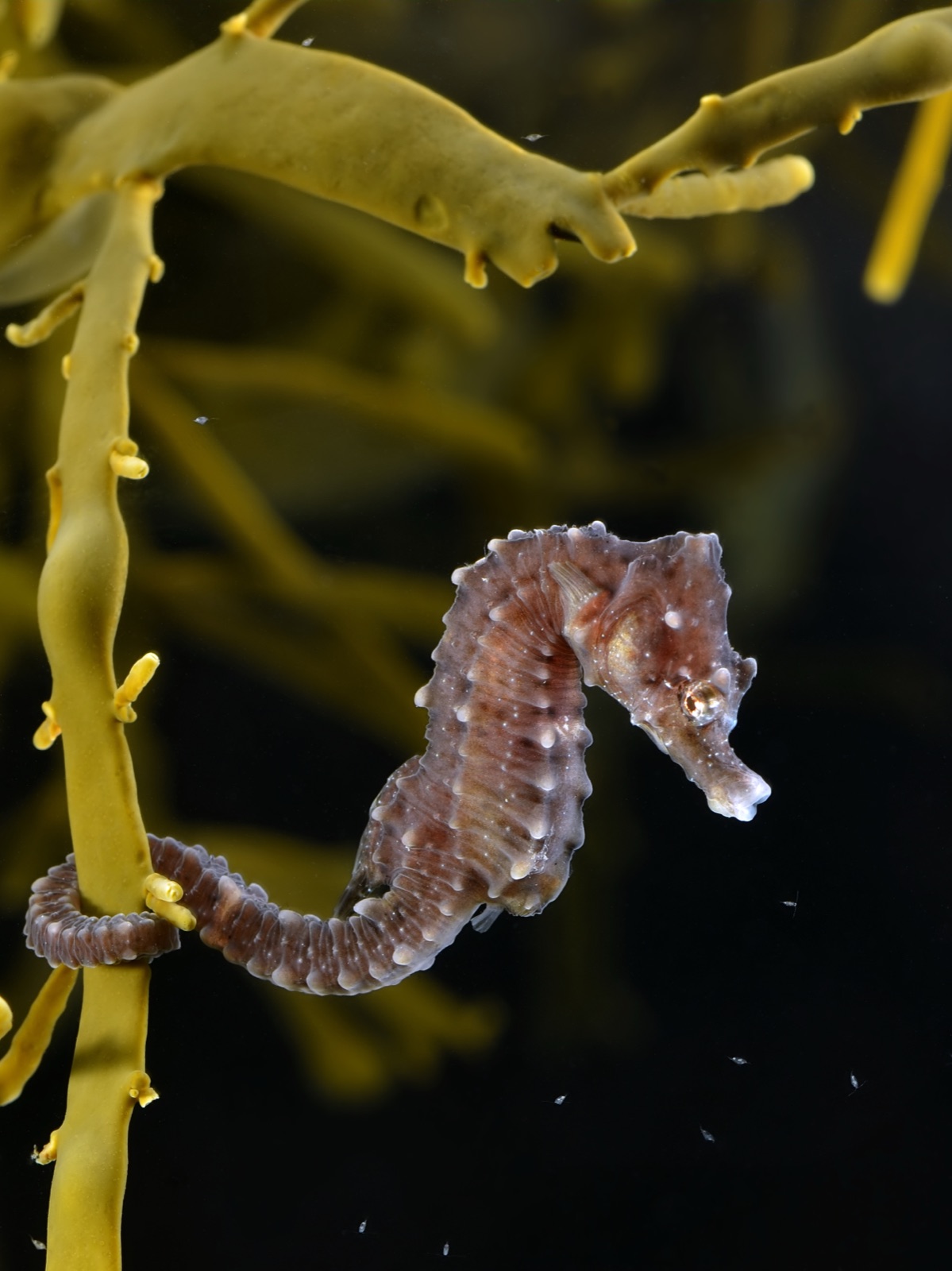 Photo de Hippocampe museau court (Hippocampus hippocampus)