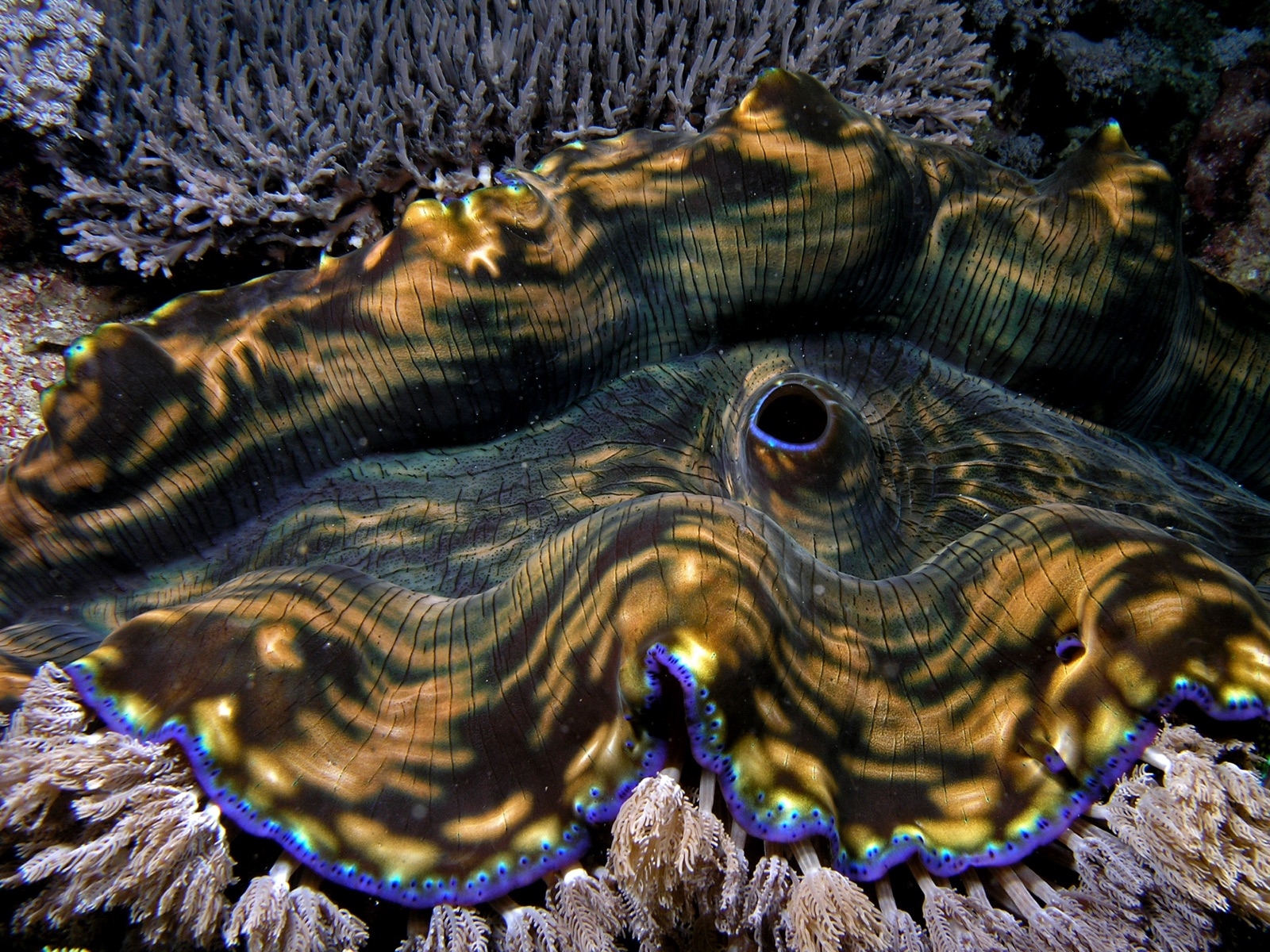 Photo of Smooth Clam (Tridacna derasa)