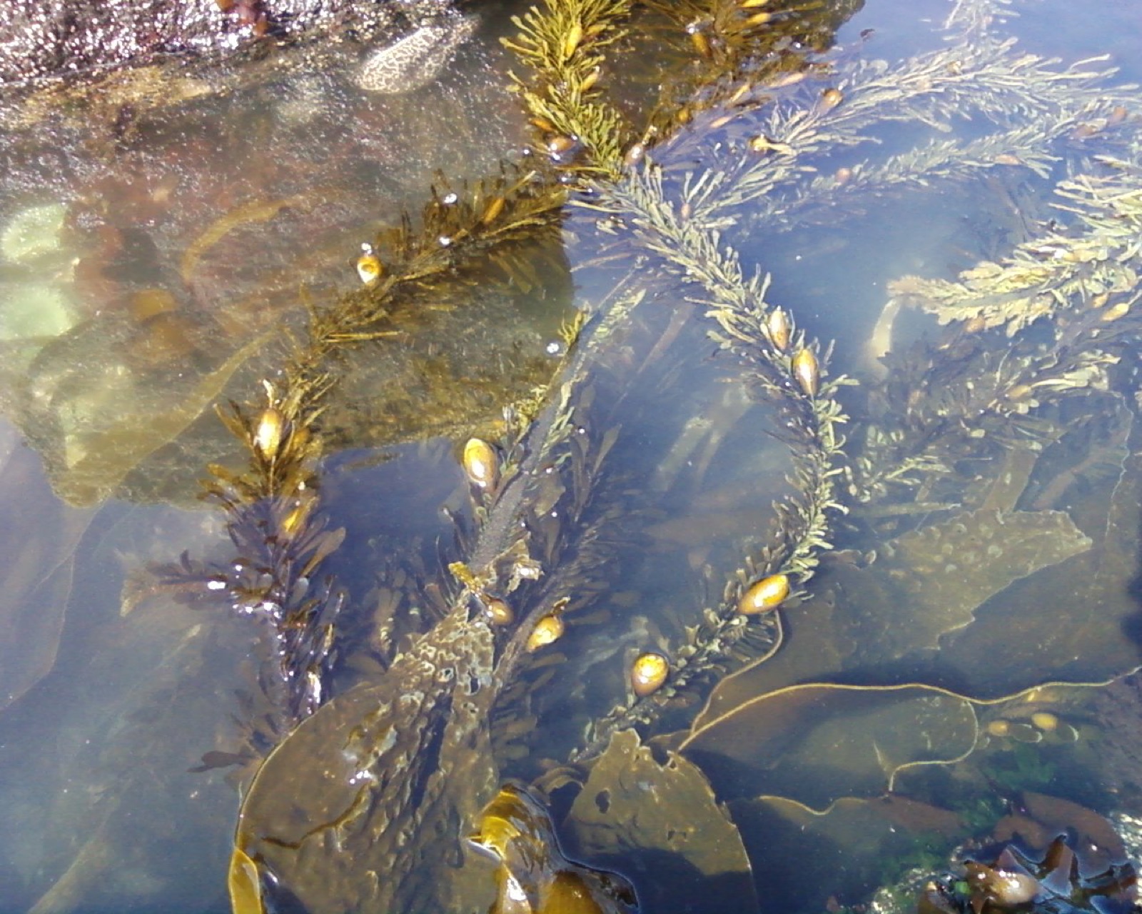 Foto de Kelp pluma (Egregia menziesii)