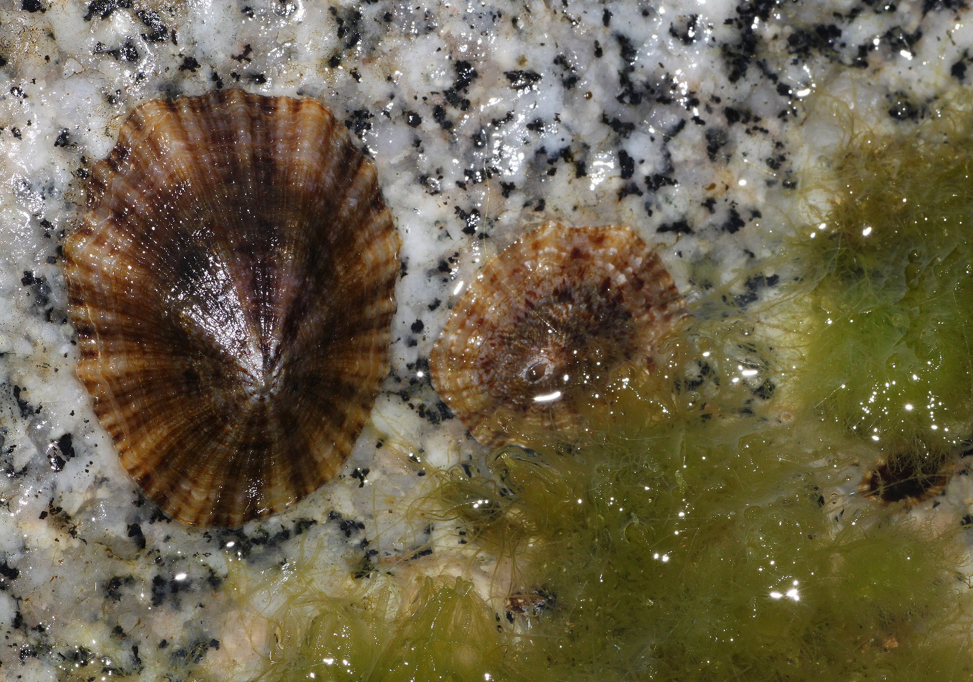 Photo of Mediterranean limpet (Patella caerulea)