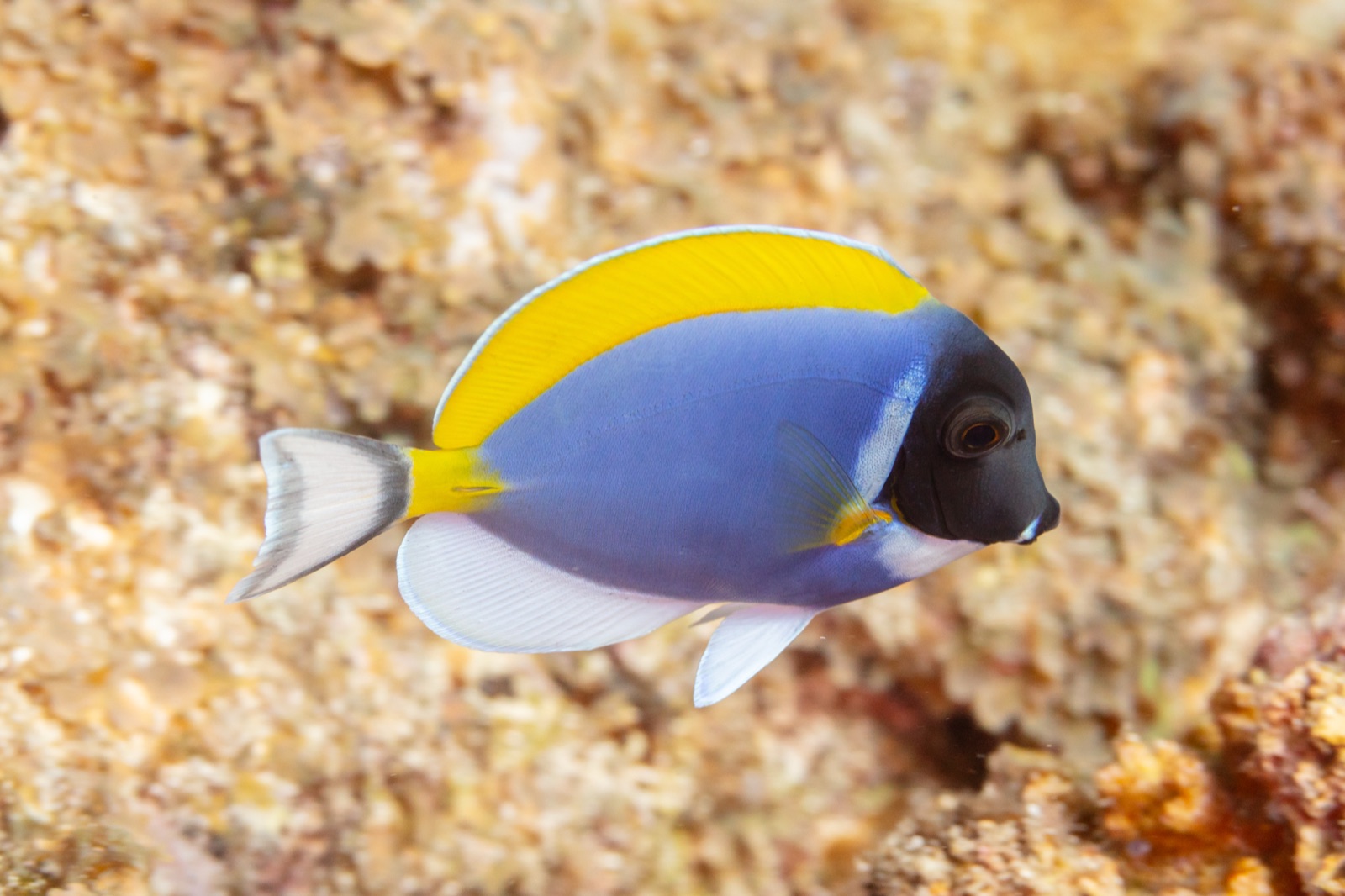 Photo of Powder Blue Surgeonfish (Acanthurus leucosternon)