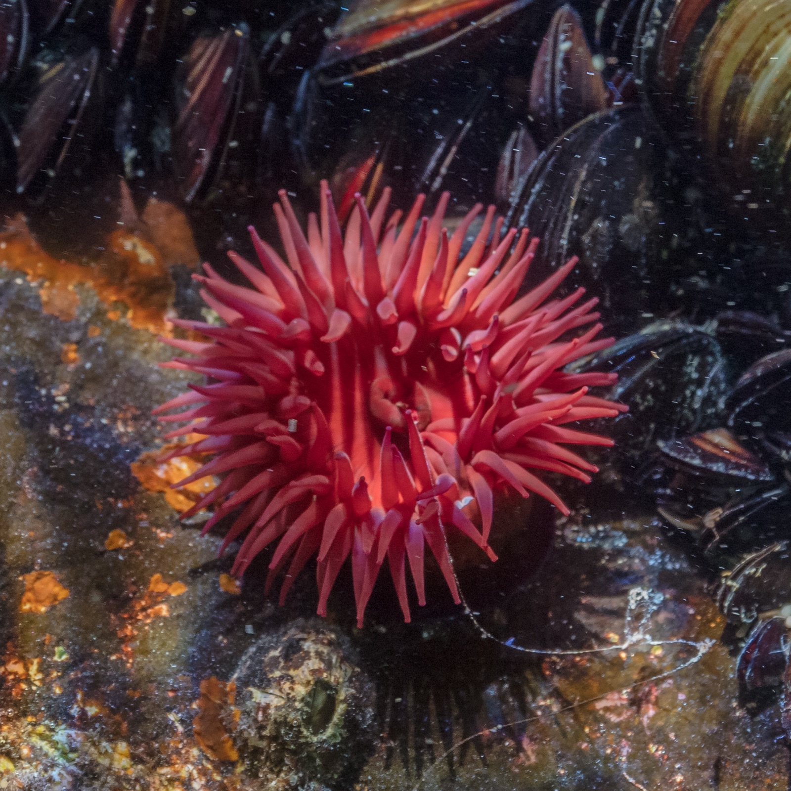 Foto de Tomate de mar (Actinia equina)