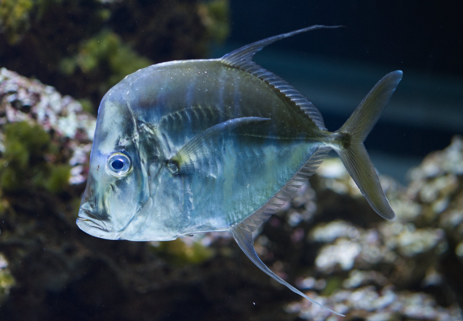 Foto de Jorobado (Selene vomer)