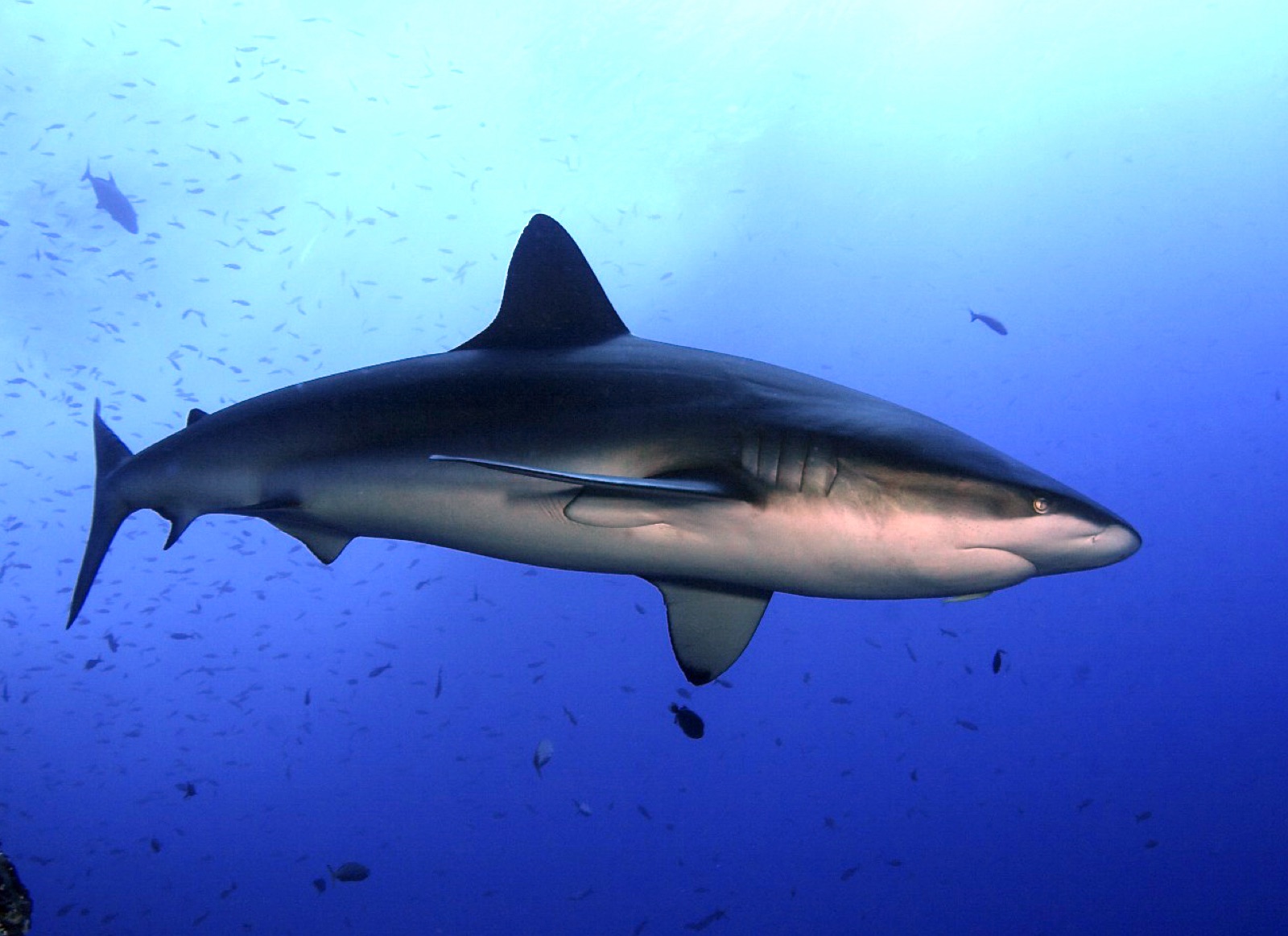 Photo of Galapagos shark (Carcharhinus galapagensis)