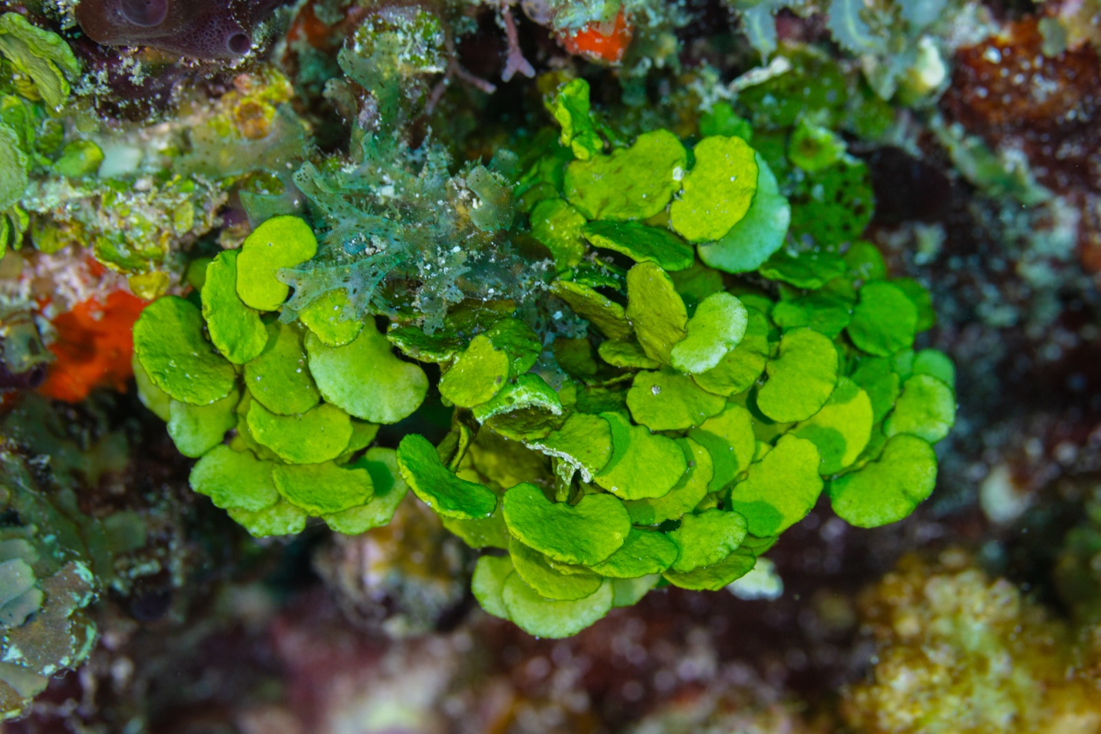 Foto de Halimeda (Halimeda tuna)