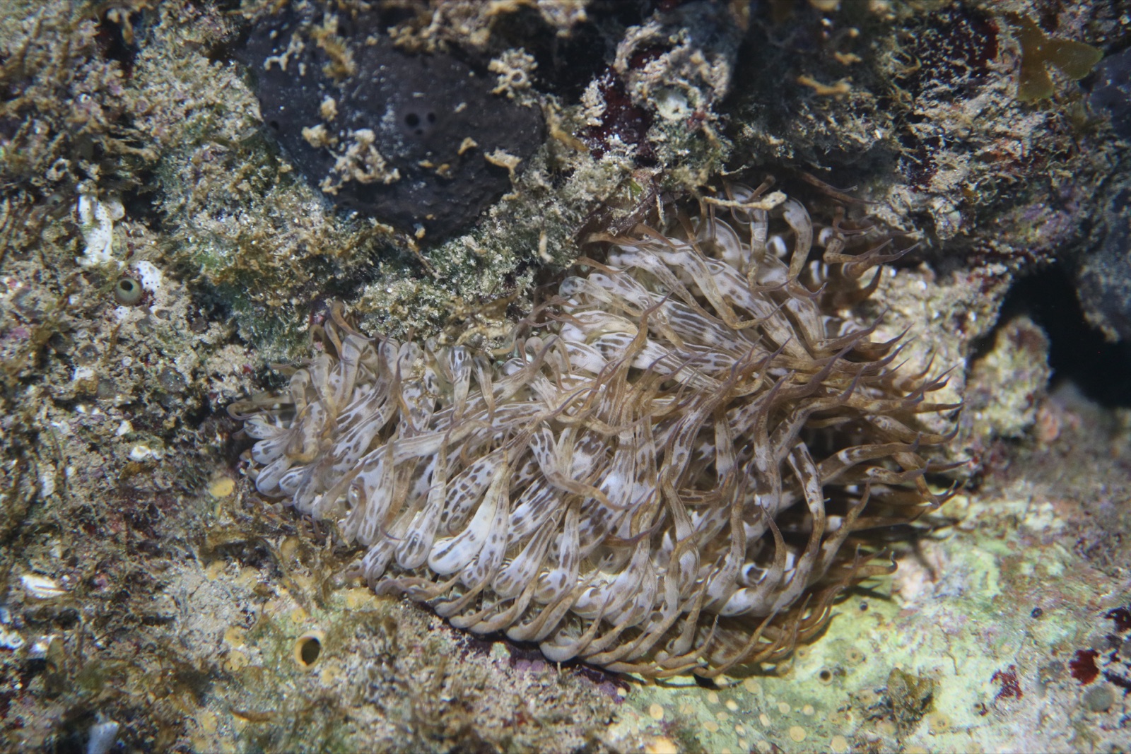 Foto de Anémona trompeta (Aiptasia mutabilis)