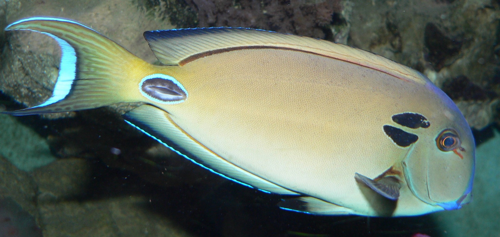 Foto de Pez cirujano de Tennent (Acanthurus tennentii)
