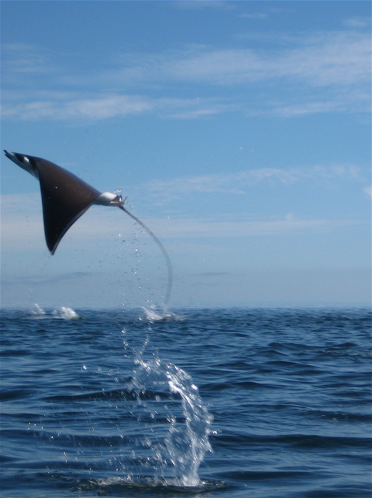 Photo of Munk's devil ray (Mobula munkiana)
