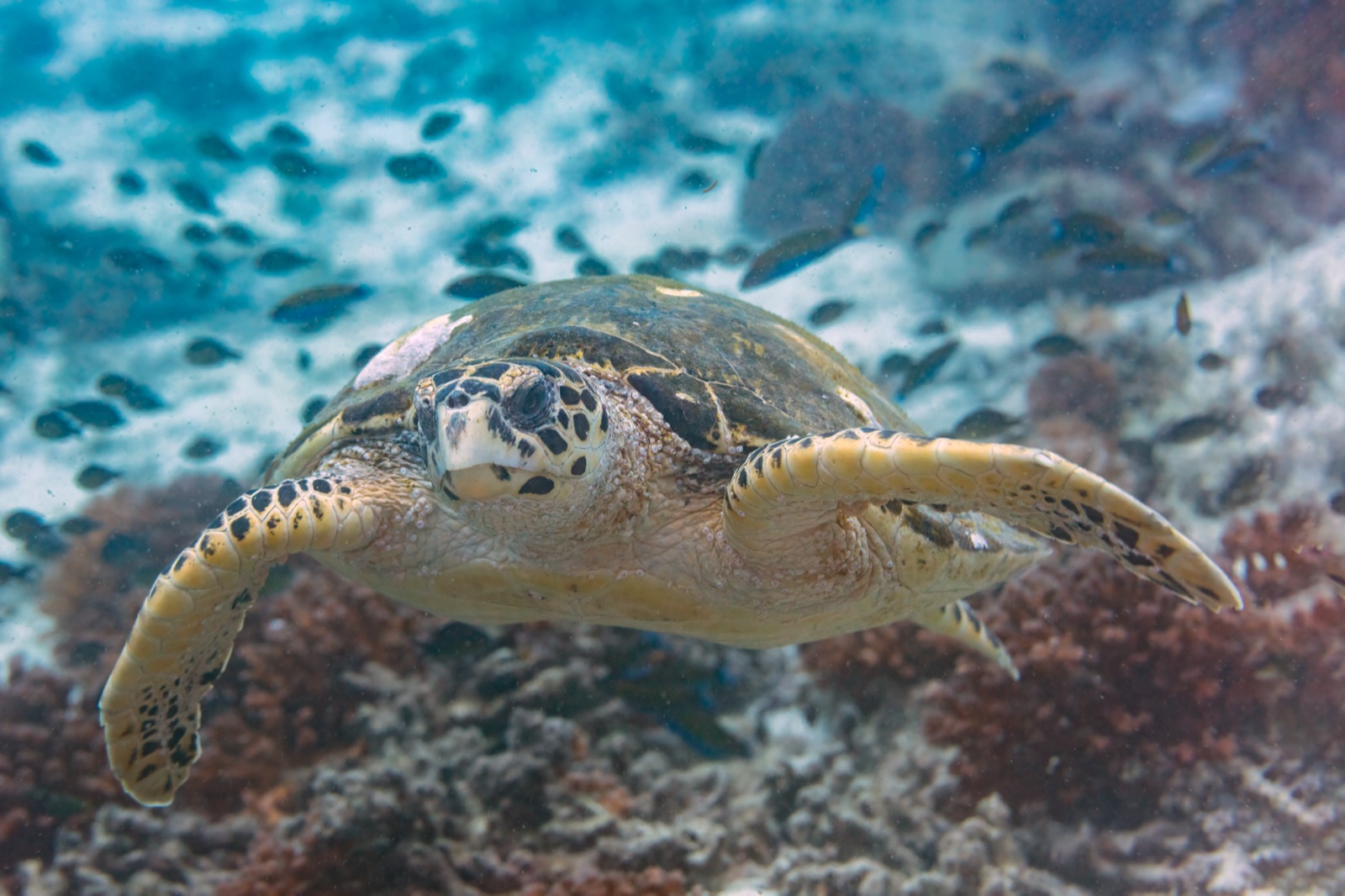 Foto de Tortuga carey (Eretmochelys imbricata)
