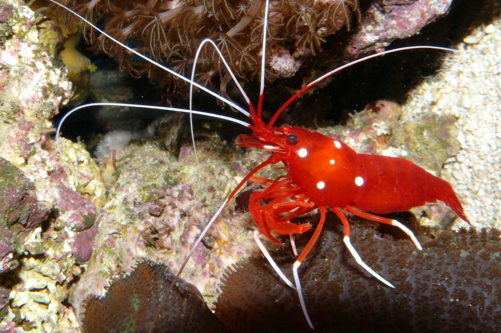 Foto de Camarón fire-red (Lysmata debelius)