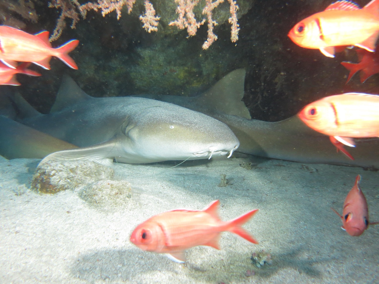 Photo de Requin nourrice (Ginglymostoma cirratum)