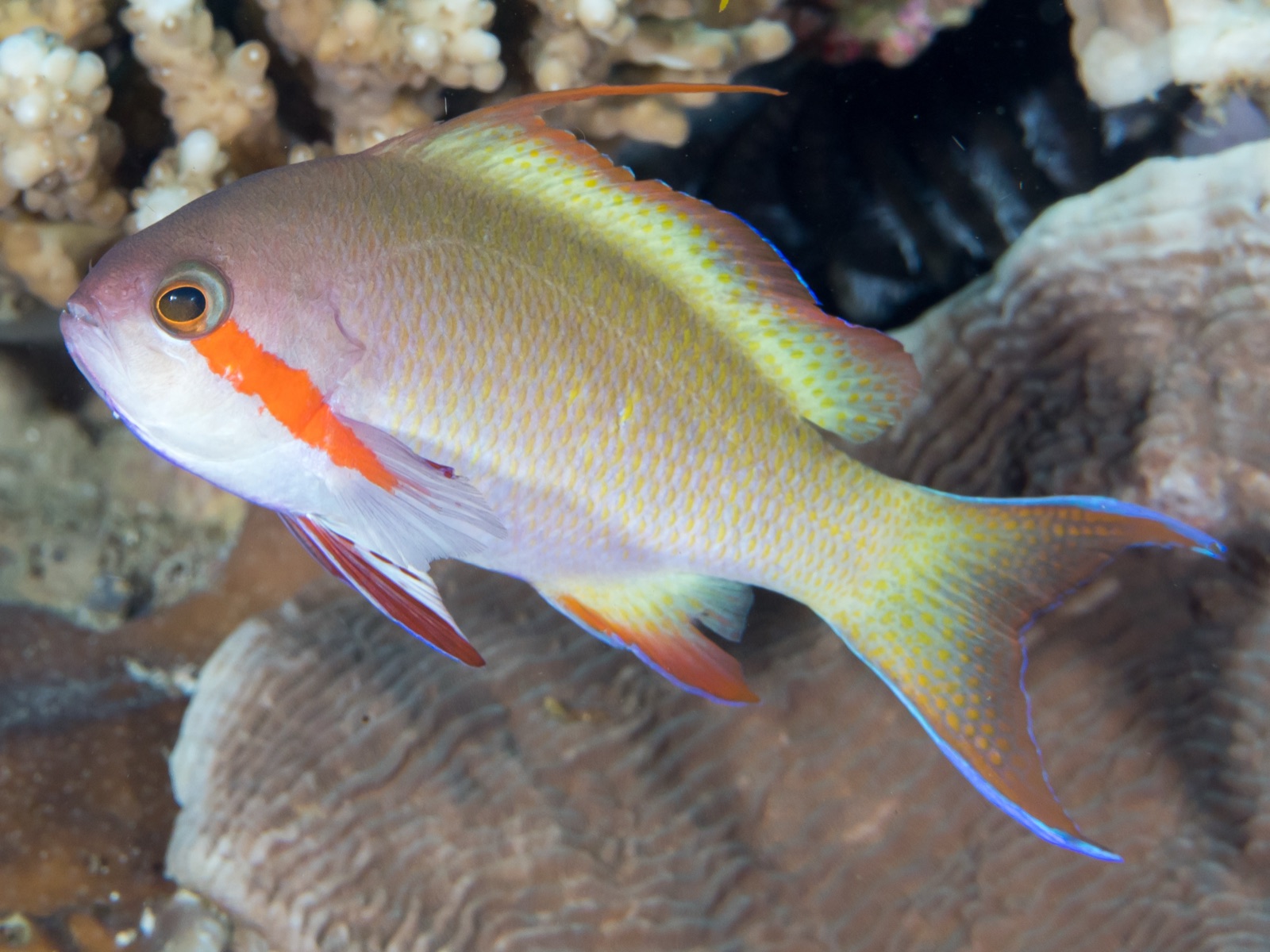 Photo of Carberry's anthias (Nemanthias carberryi)