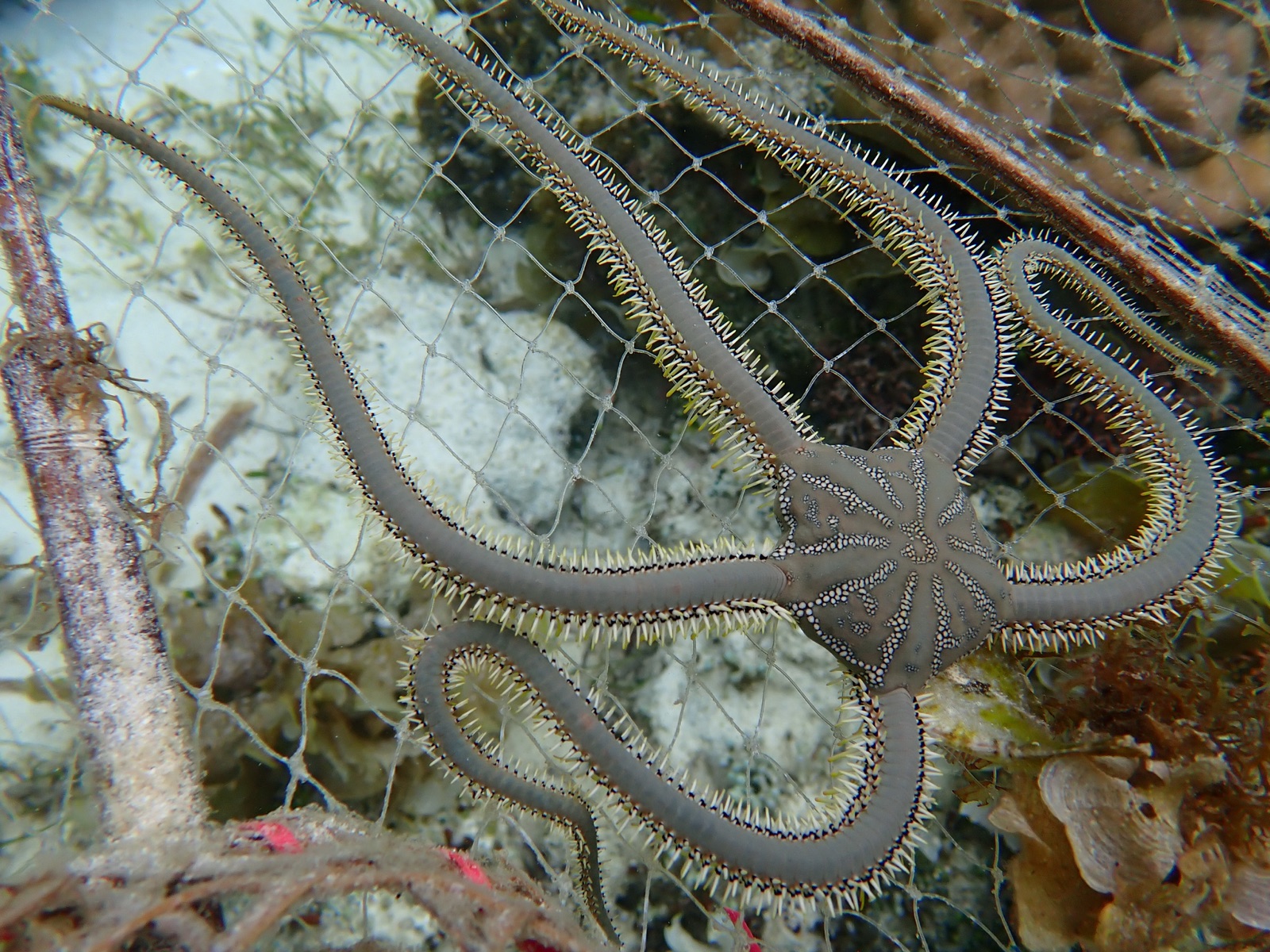 Foto de Estrella quebradiza gigante verde (Ophiarachna incrassata)